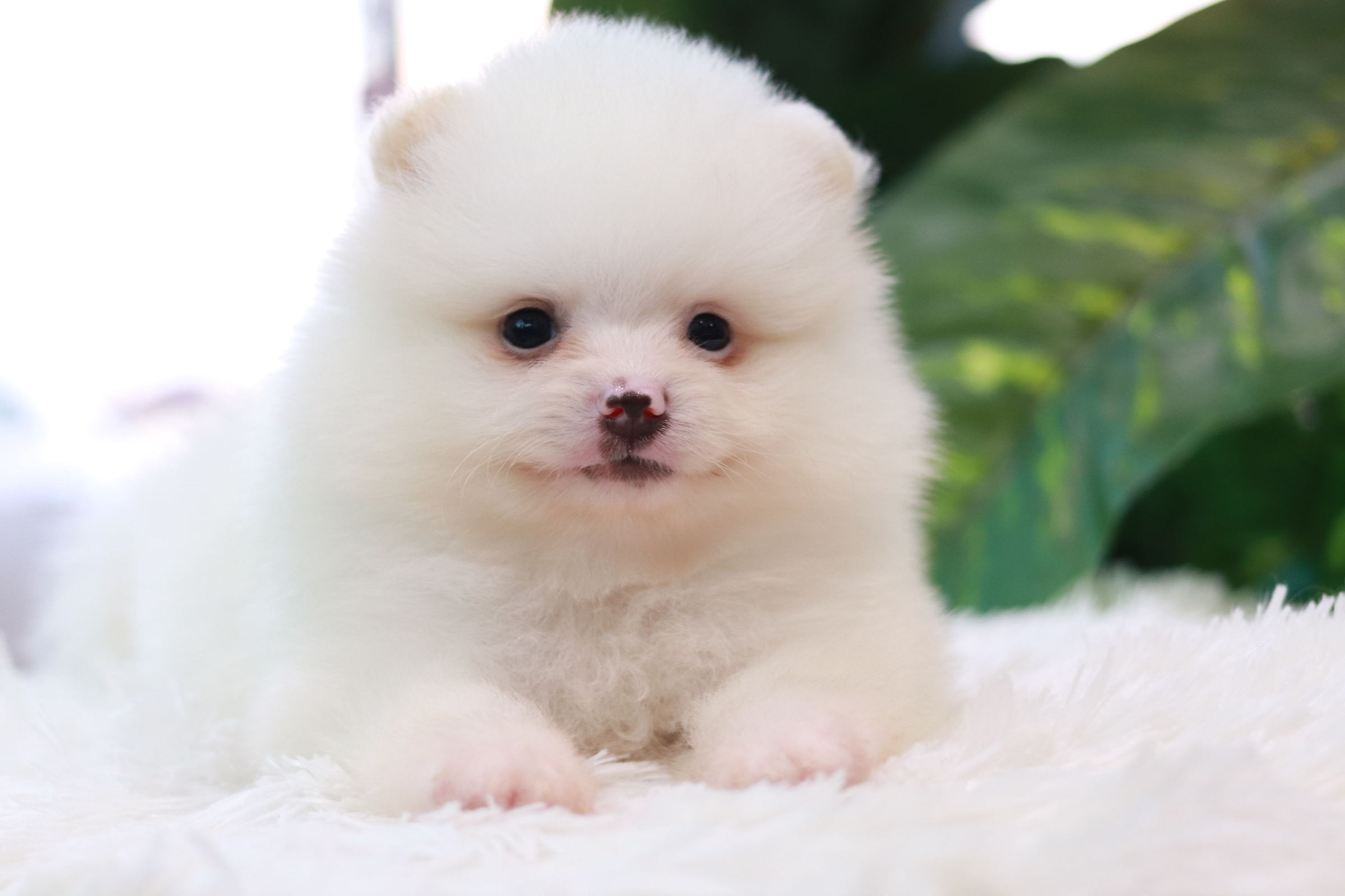 ปอมเมอเรเนียน เพศผู้ ขาว หน้าฟ็อก