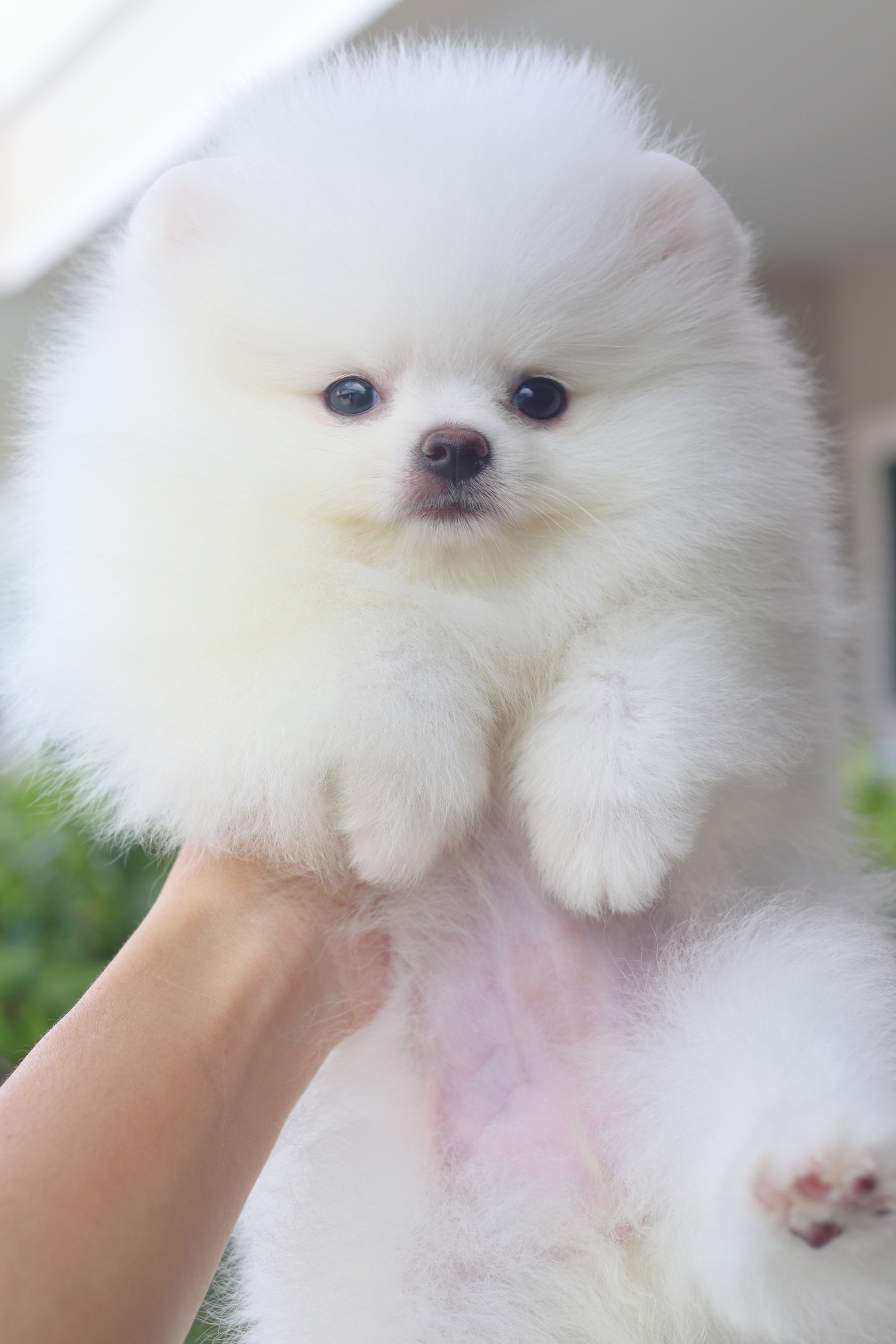 ปอมเมอเรเนียน เพศเมียสีขาวครีมเกรดโชว์