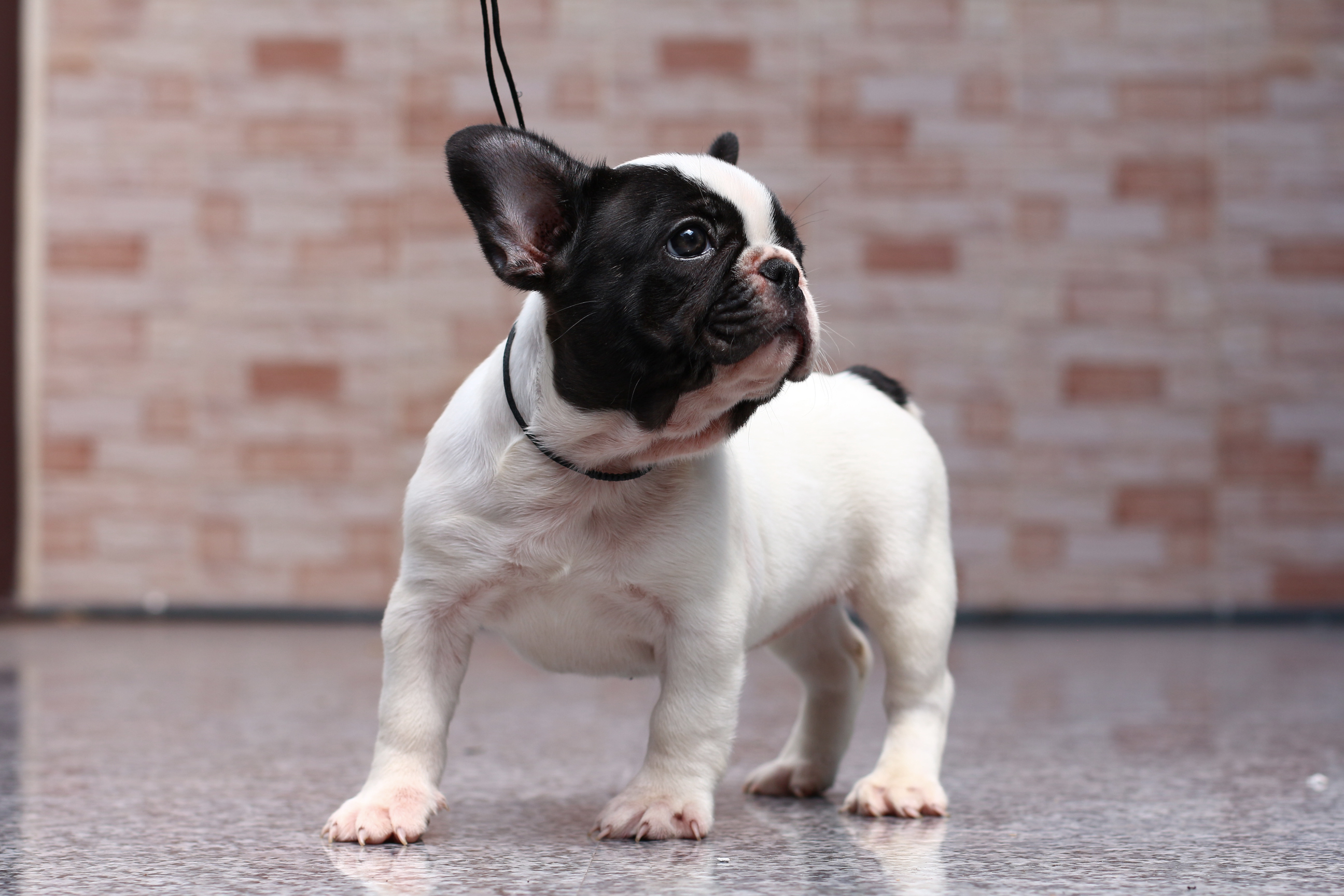 ขายเฟรนช์บูลด็อกเพศเมีย สีขาวดำ เกรดคุณภาพ