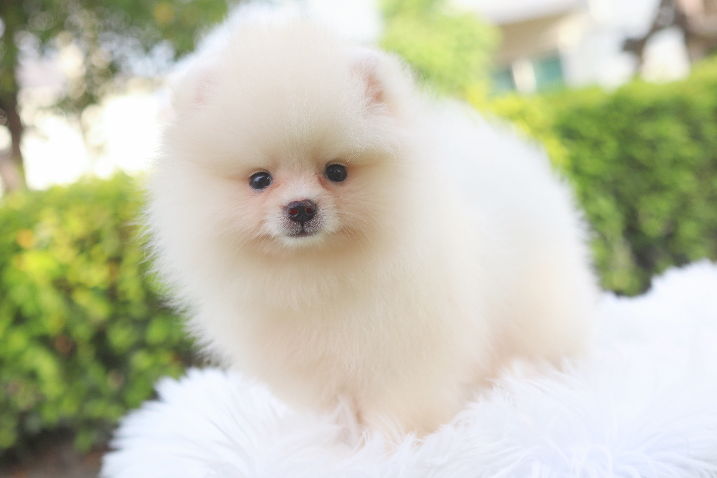 ปอมเมอเรเนียน เพศผู้ ครีม