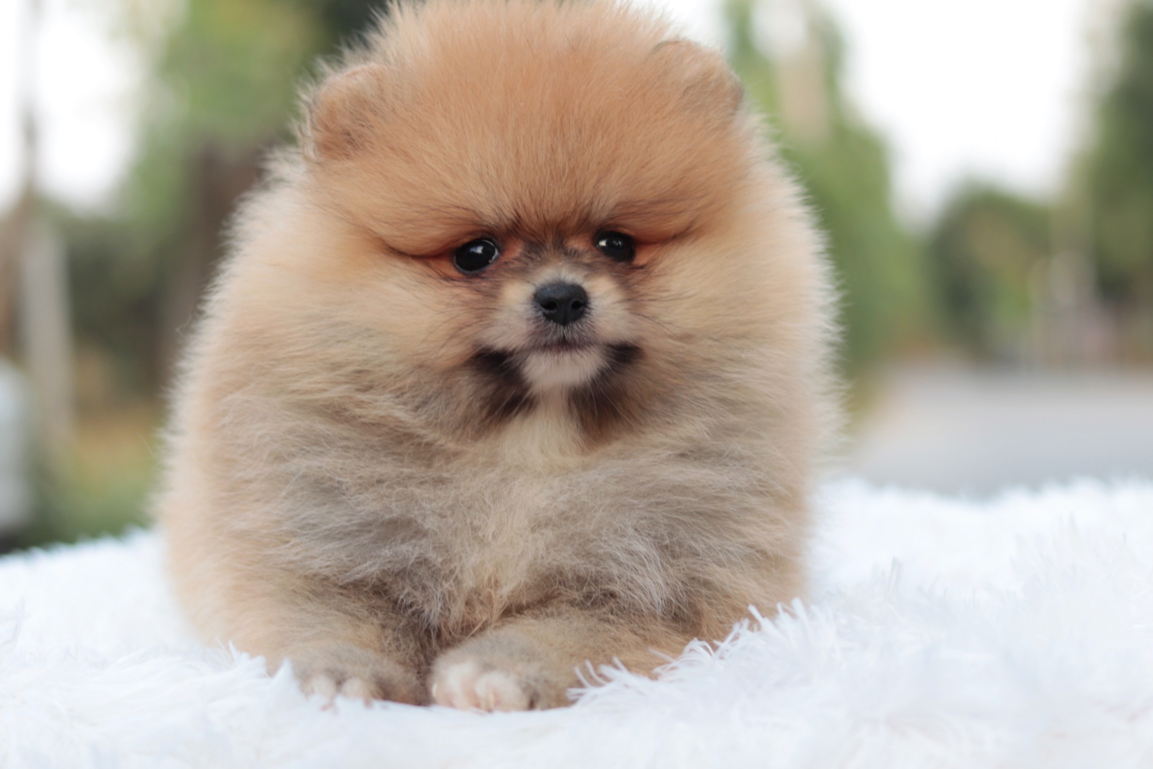 ปอมเมอเรเนียน เพศผู้ สีส้ม