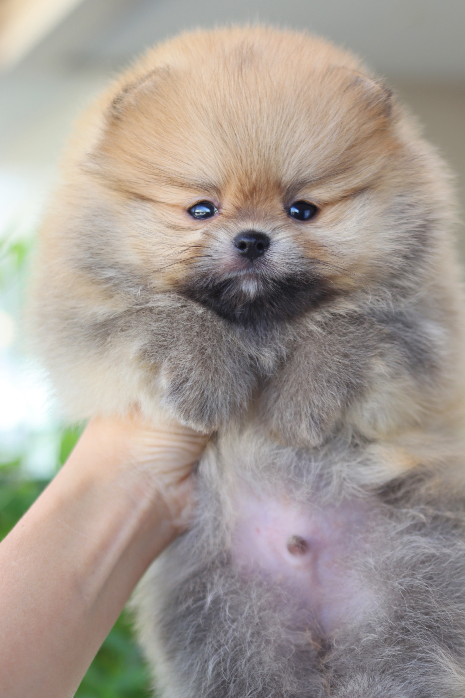 ปอมเมอเรเนียน เพศผู้ สีส้ม เกรดโชว์