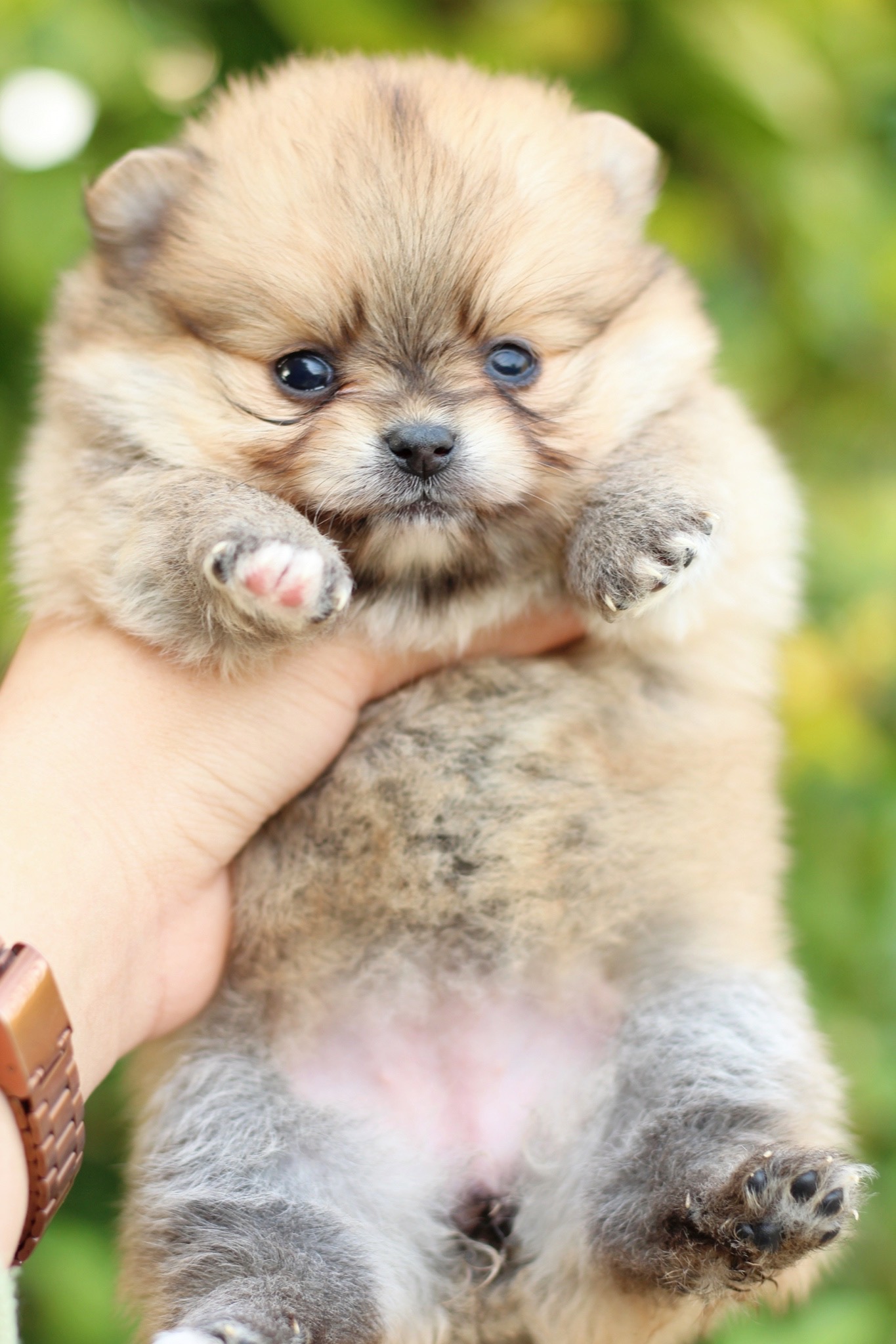 ปอมเมอเรเนียน เพศเมียสีส้ม ไซส์เล็ก