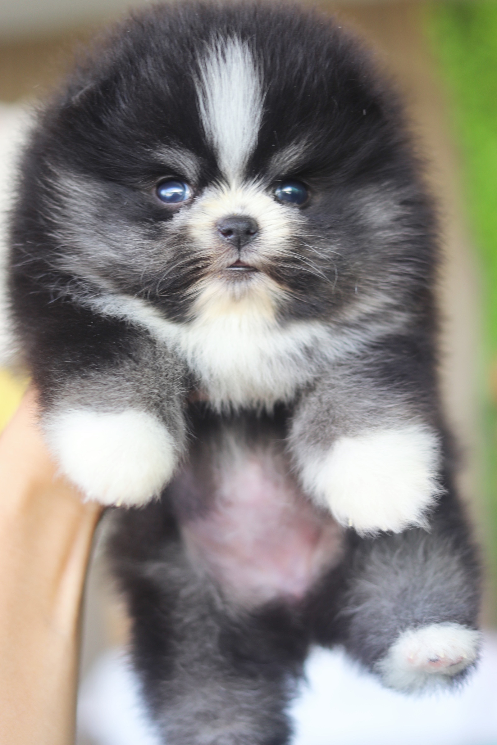 ปอมเมอเรเนียน เพศเมียสีแฟนซี