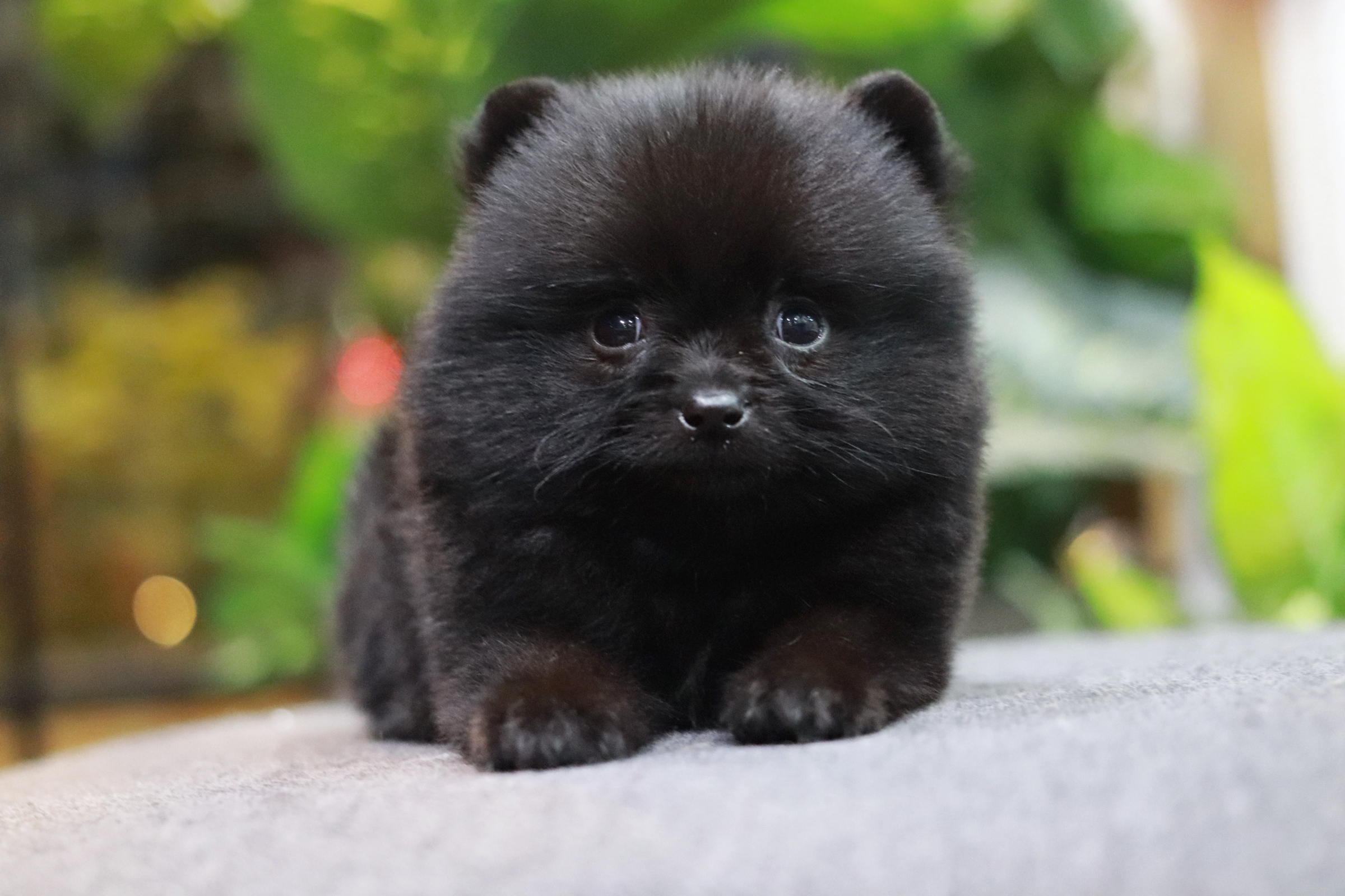 ปอมเมอเรเนียน เพศผู้สีดำ