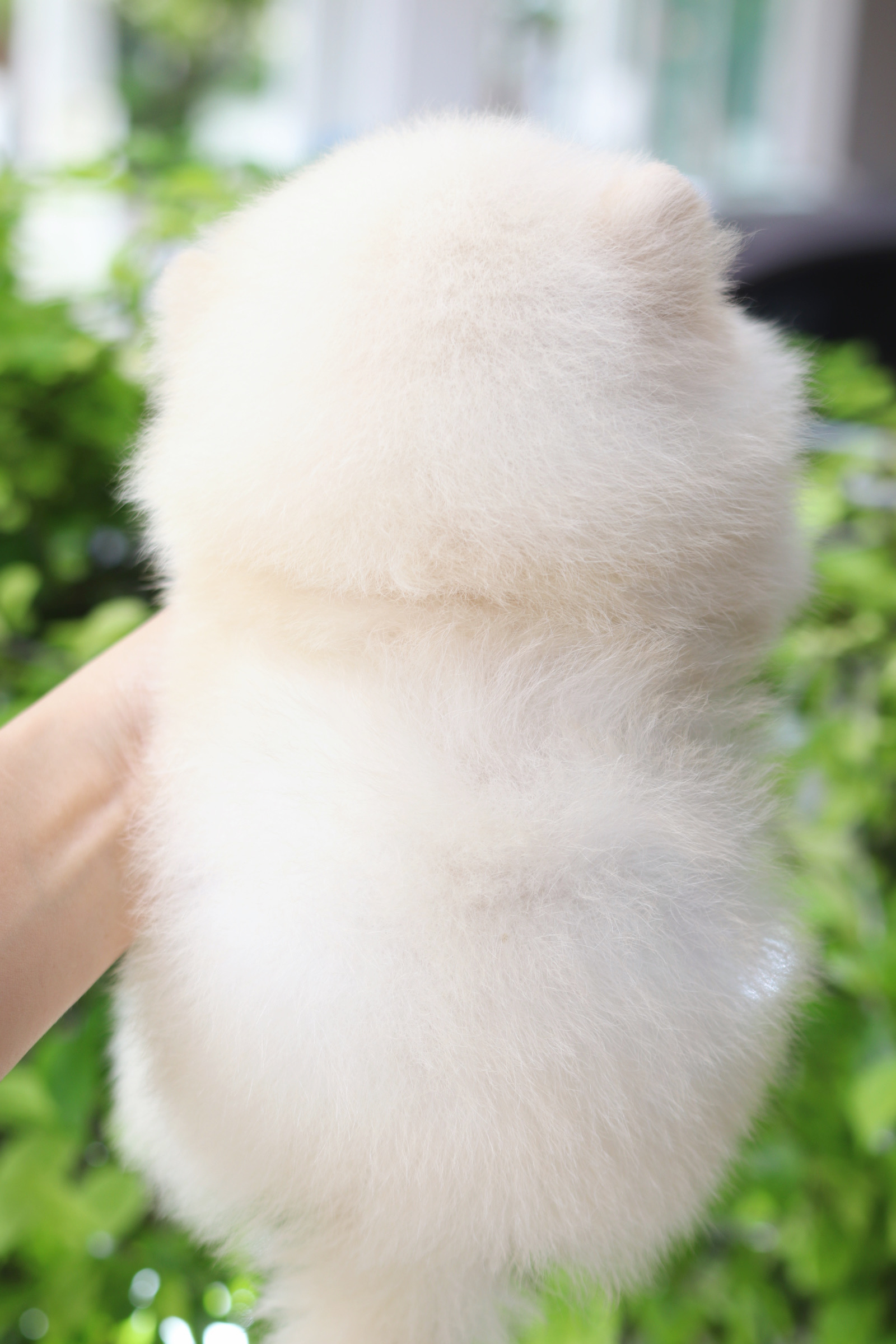 ปอมเมอเรเนียน เพศเมียสีขาวครีมเกรดโชว์