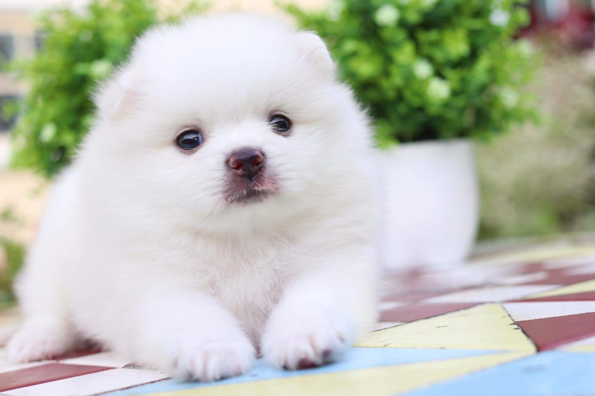 ปอมเมอเรเนียน เพศผู้