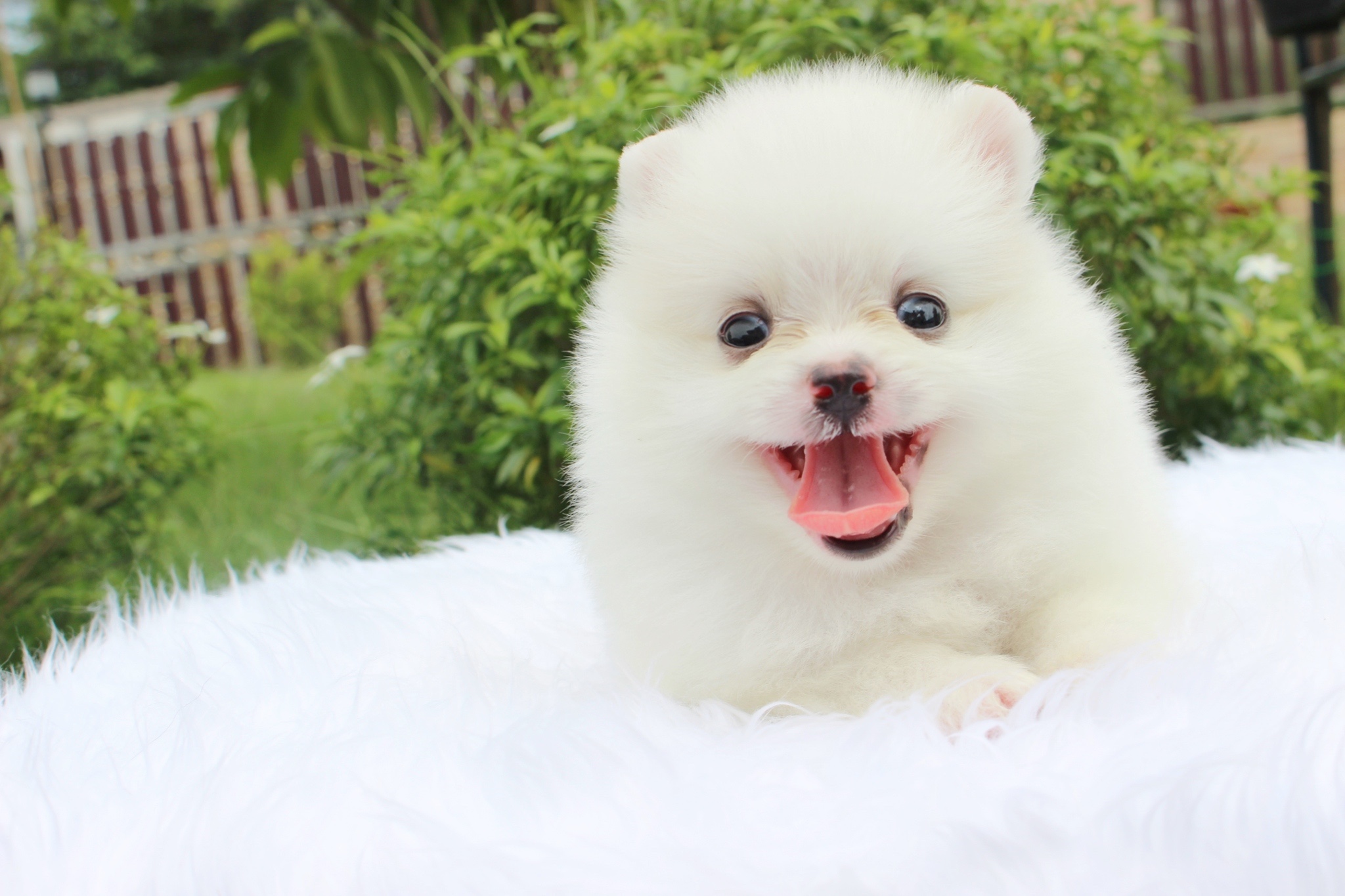 น้องปอมเมอเรเนียน ผู้ขาวครีม เกรดเลี้ยงเล่น