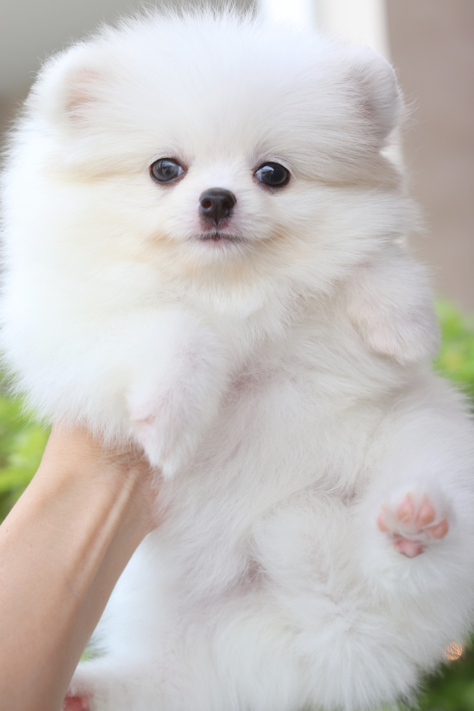 ปอมเมอเรเนียน เพศเมียสีแฟนซี