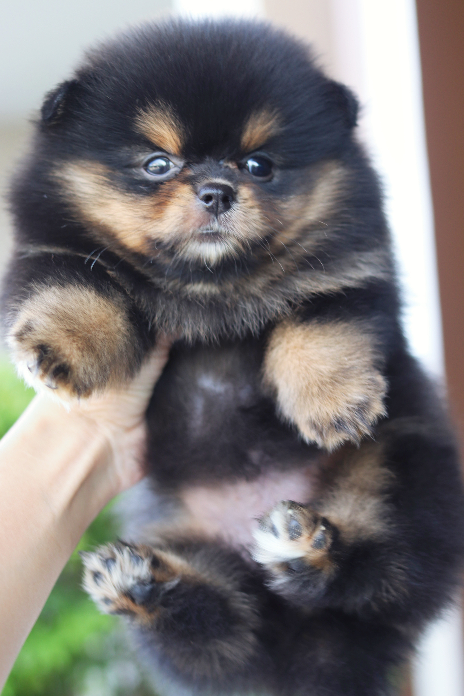 ปอมเมอเรเนียน เพศเมียสีแบล็คแทน