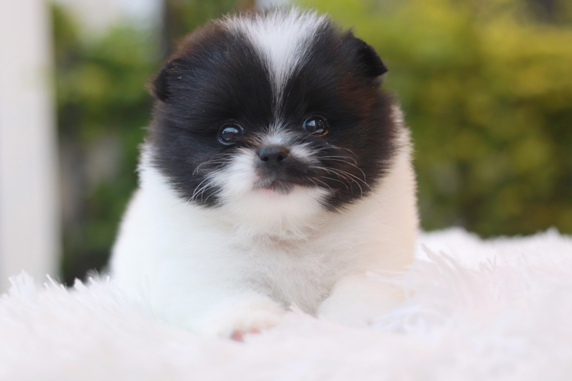 ปอมเมอเรเนียน เพศเมีย แฟนซีขาวดำ