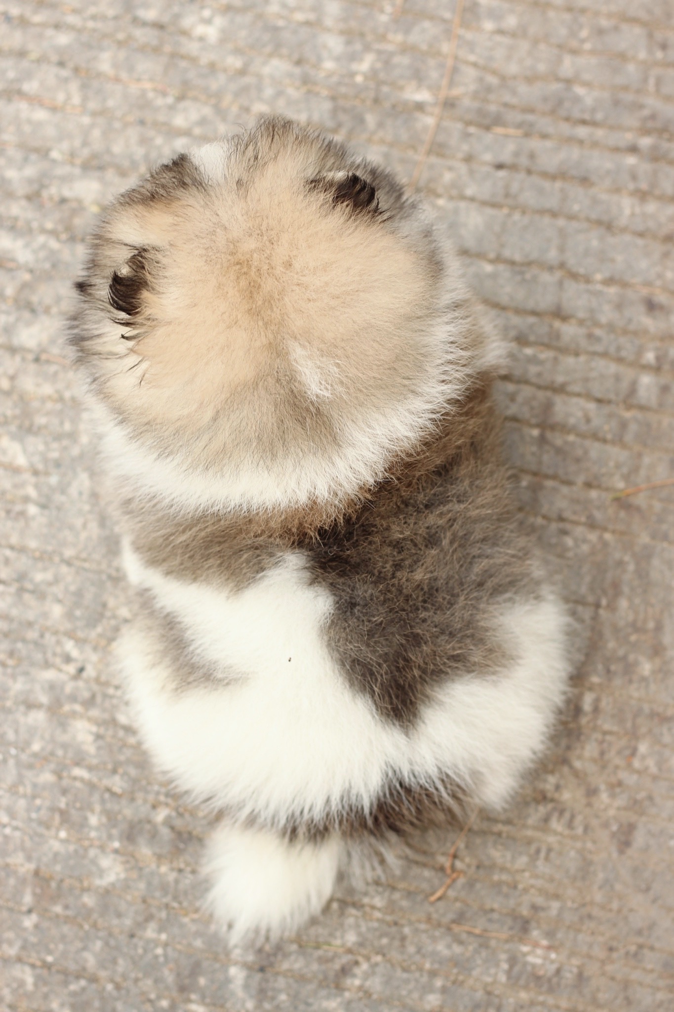 ปอมเมอเรเนียน เพศเมียแฟนซี