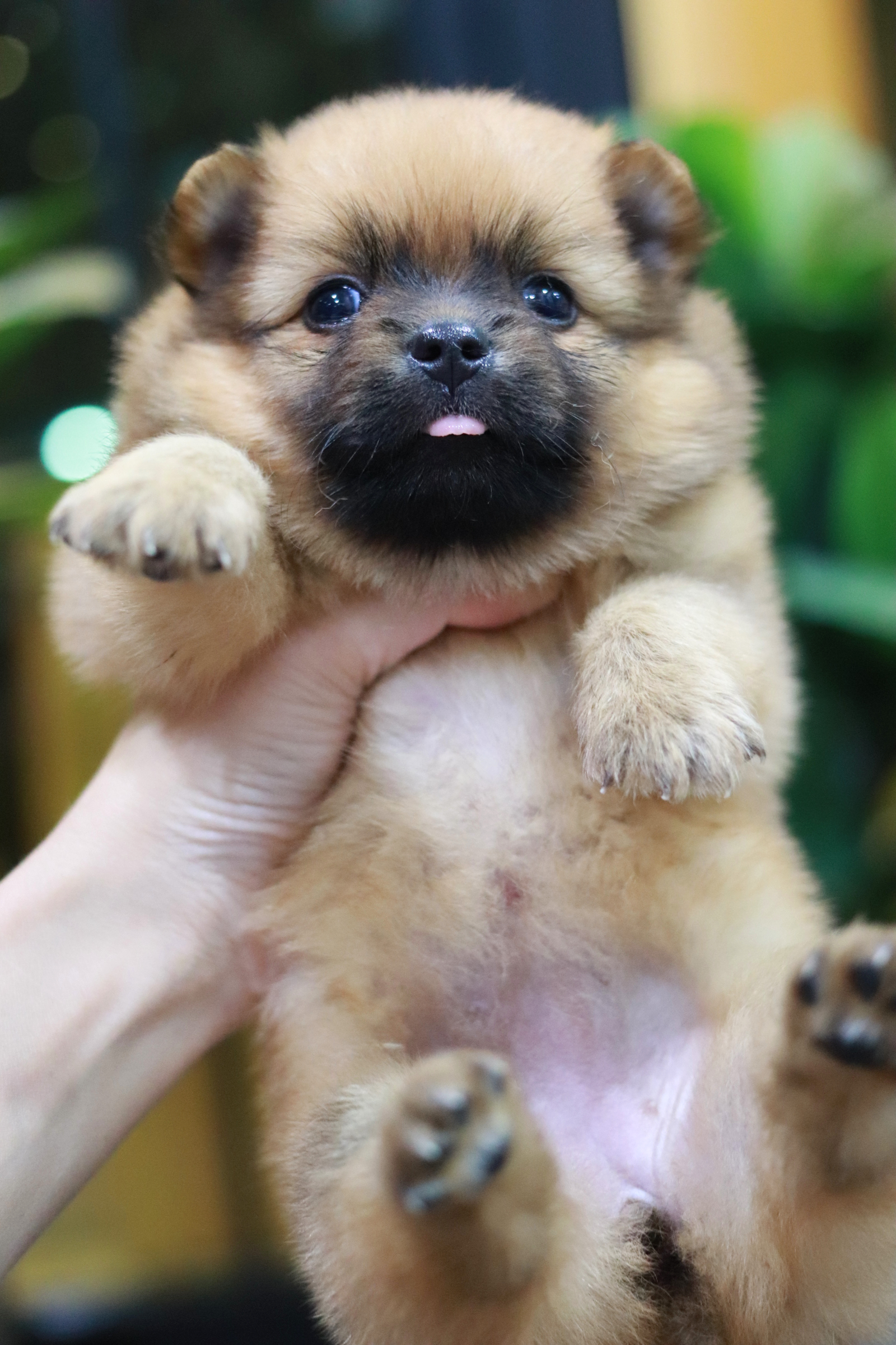 ปอมเมอเรเนียน เพศเมีย หน้าฟ็อก