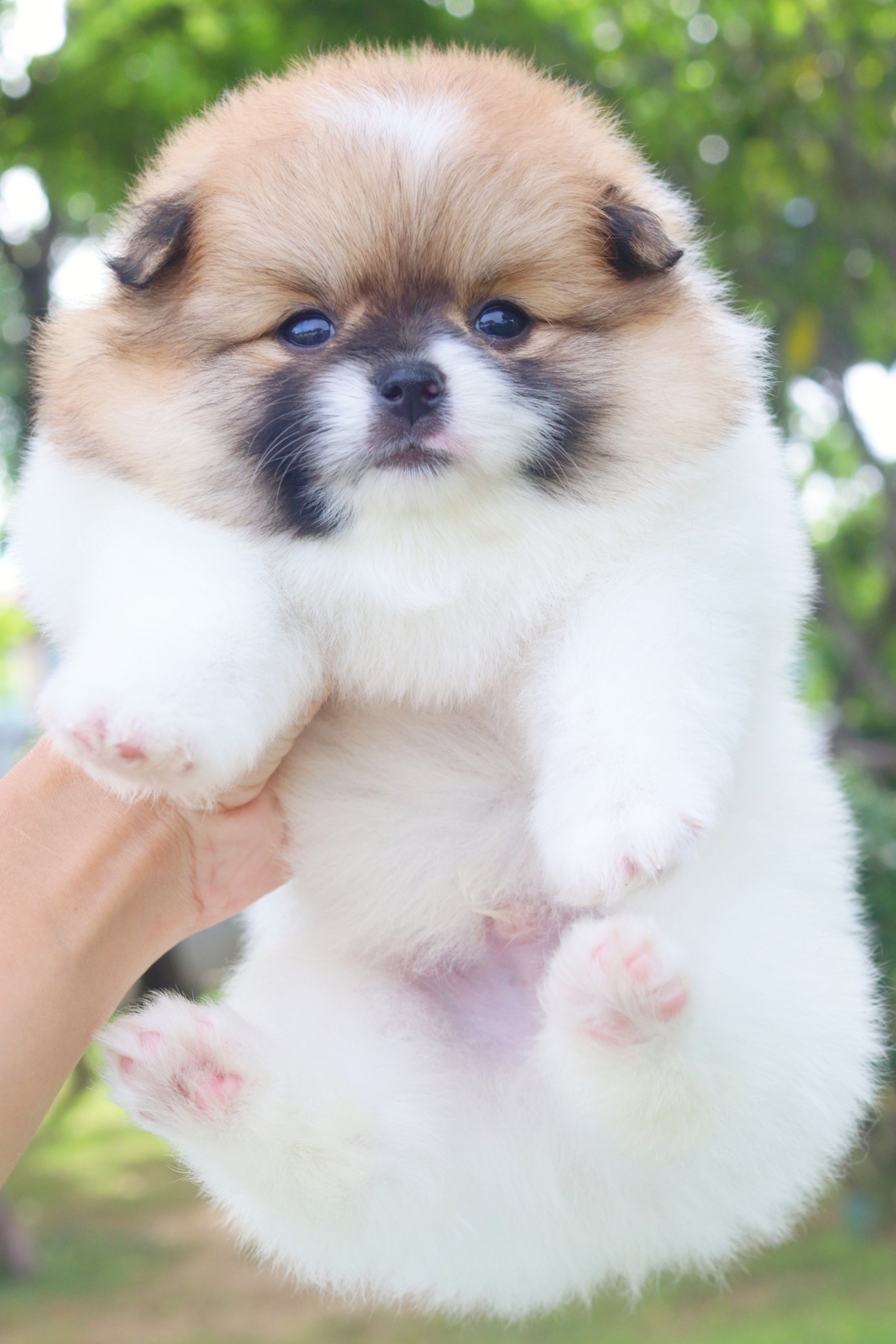 ปอมเมอเรเนียน เพศผู้สีแฟนซี