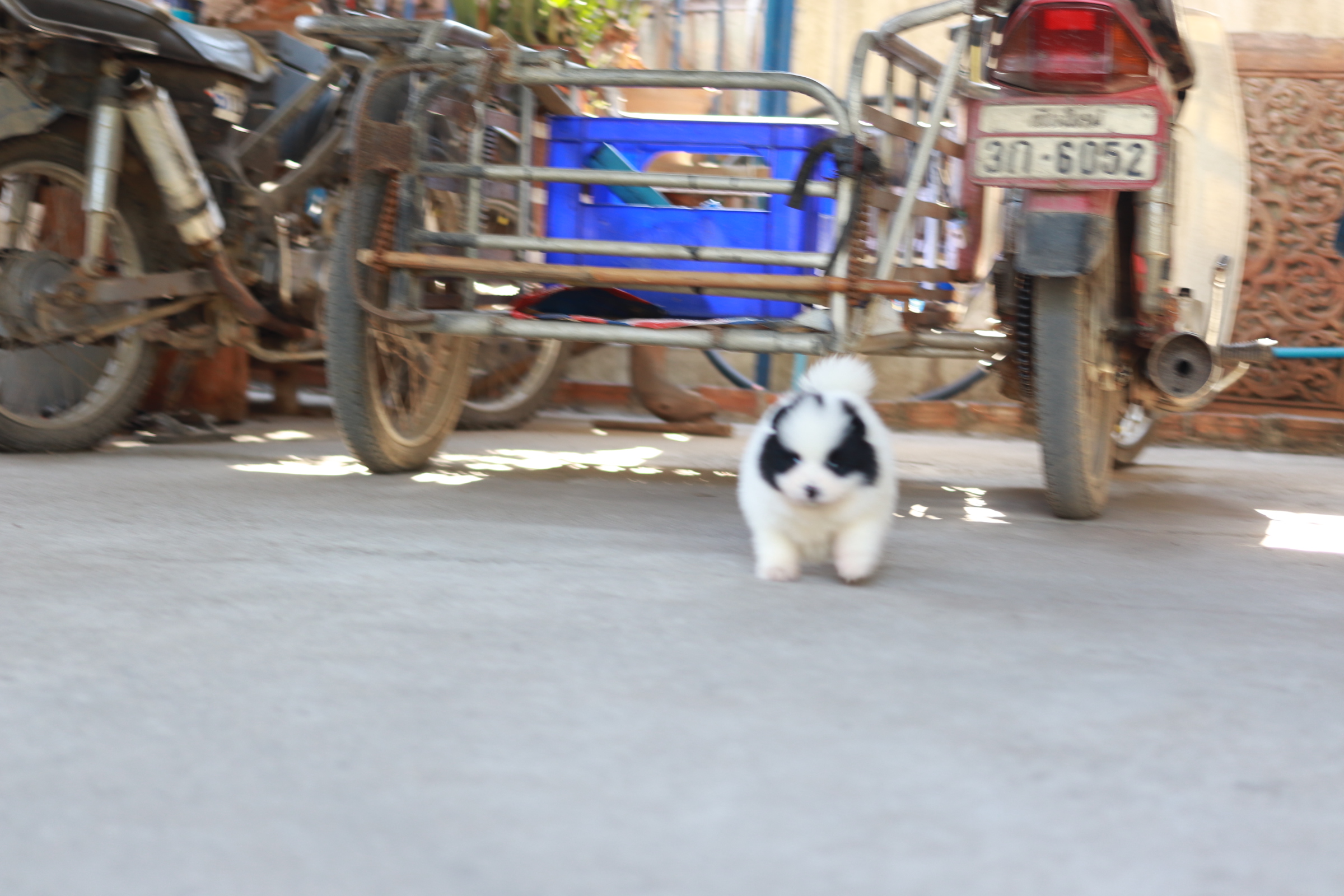 ปอมเมอเรเนียน เพศผู้สีแฟนซีขาวดำ