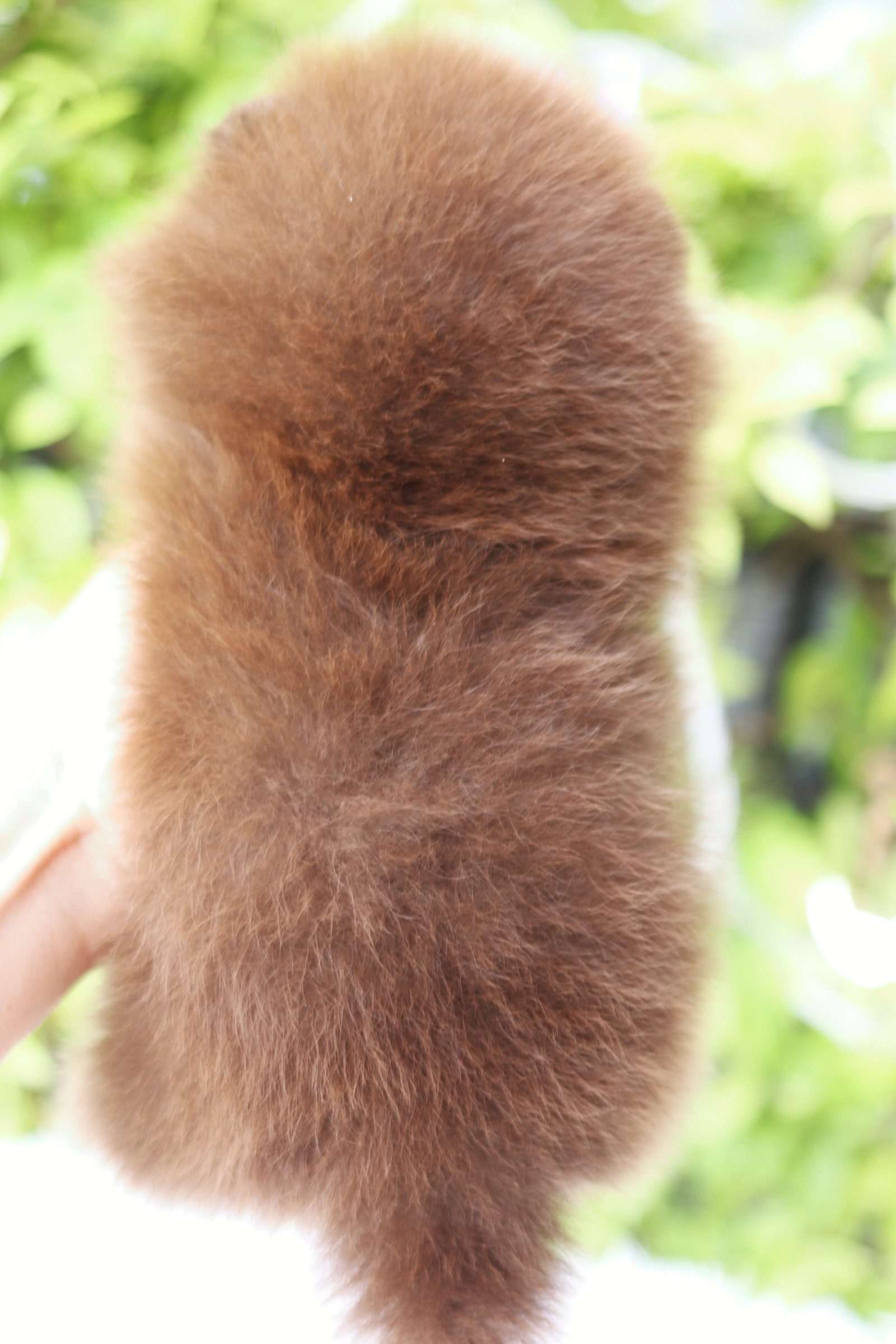 ปอมเมอเรเนียน เพศผู้ สีช็อคแทนเกรดโชว์