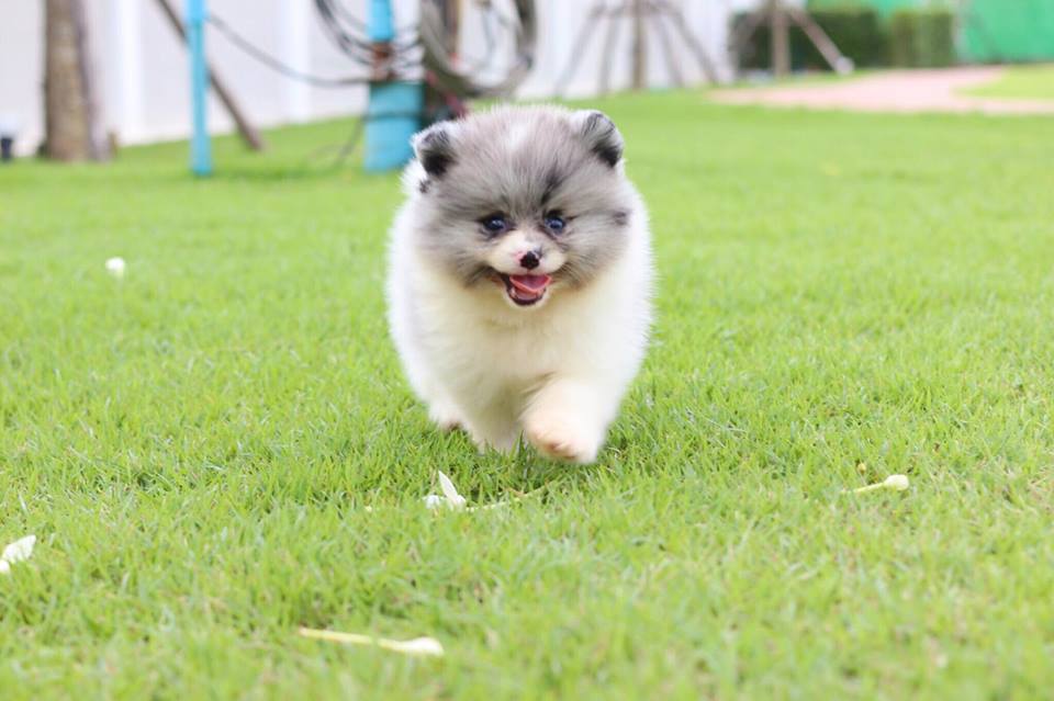 ปอมเมอเรเนียน เพศเมีย