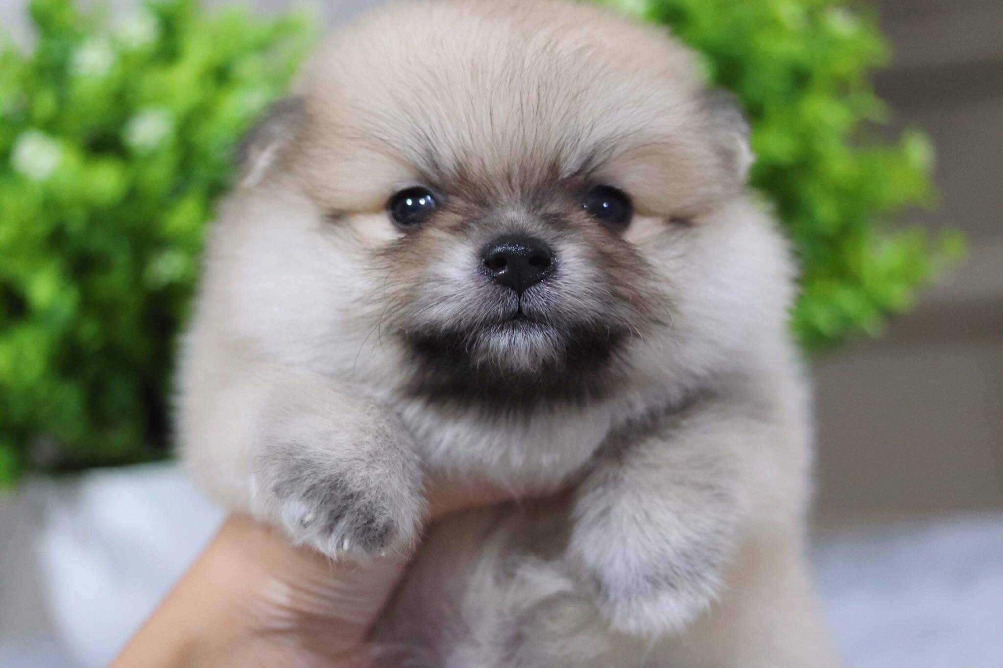 ปอมเมอเรเนียน เพศผู้