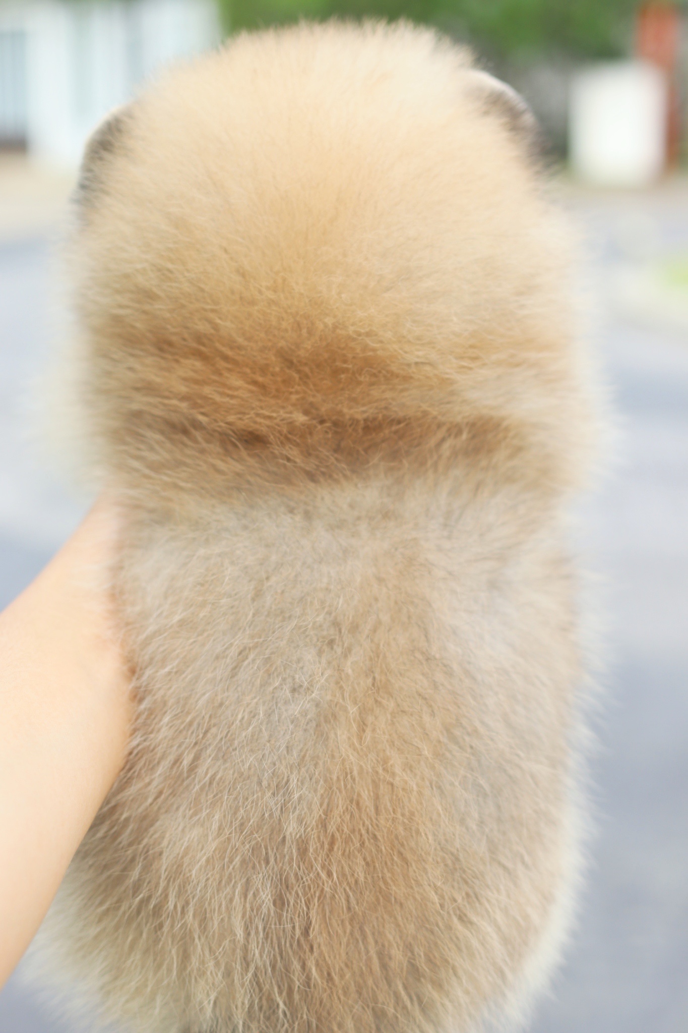 ปอมเมอเรเนียน เพศผู้สีส้ม