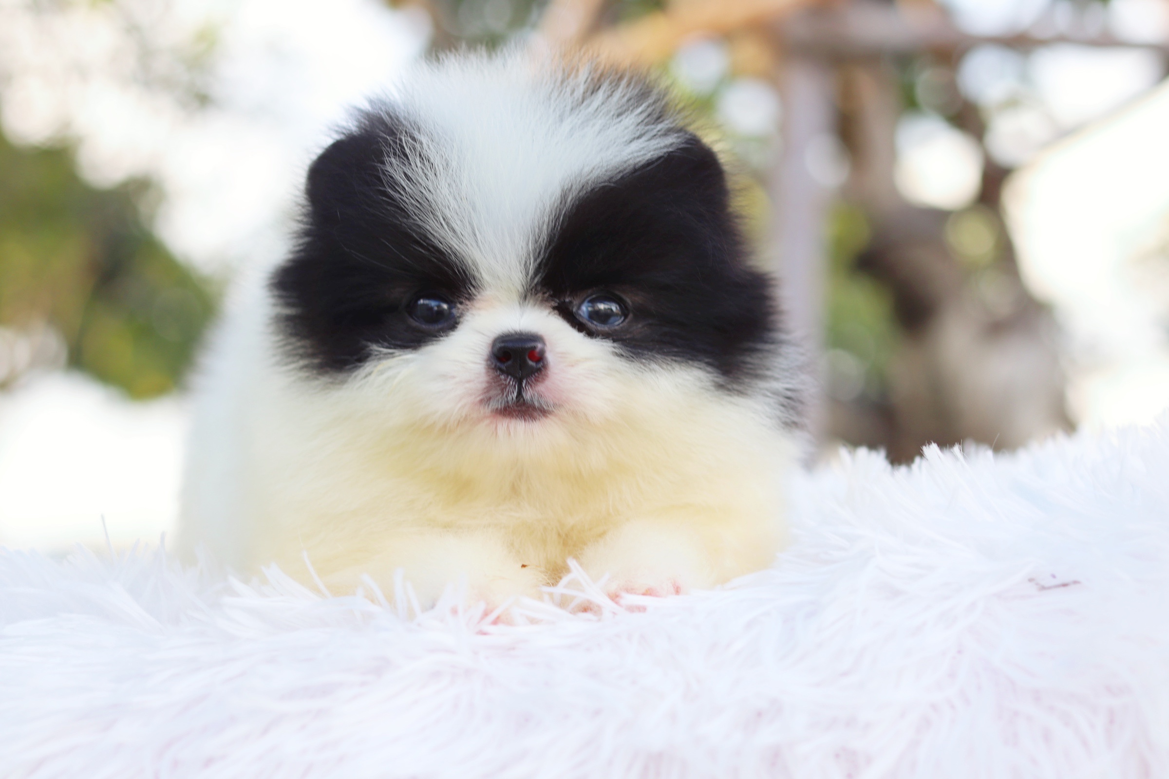 ปอมเมอเรเนียน เพศผู้ สีแพนด้า น่ารักหน้าแมวมาก