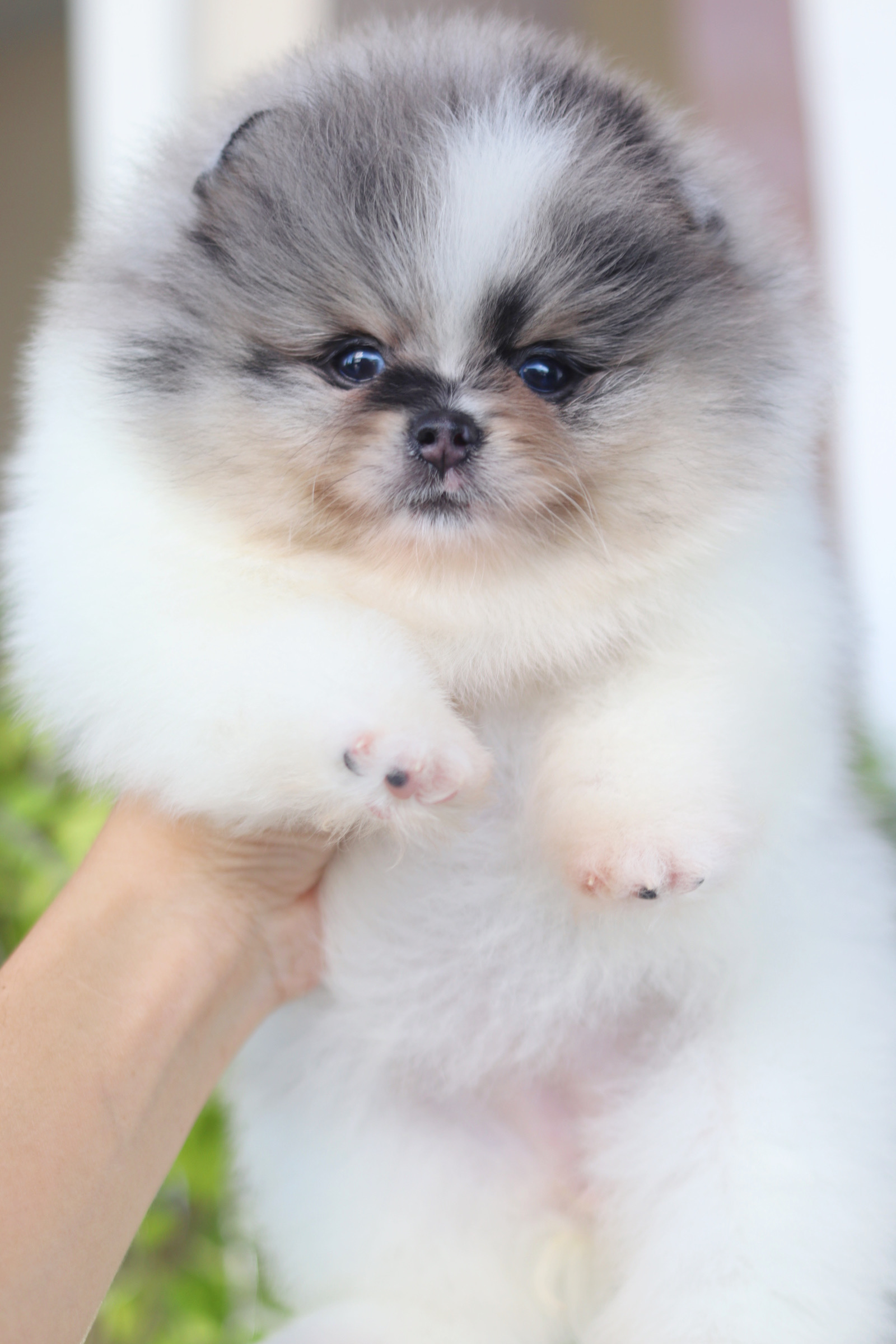 ปอมเมอเรเนียน เพศเมียสีแฟนซีเมอร์เร่