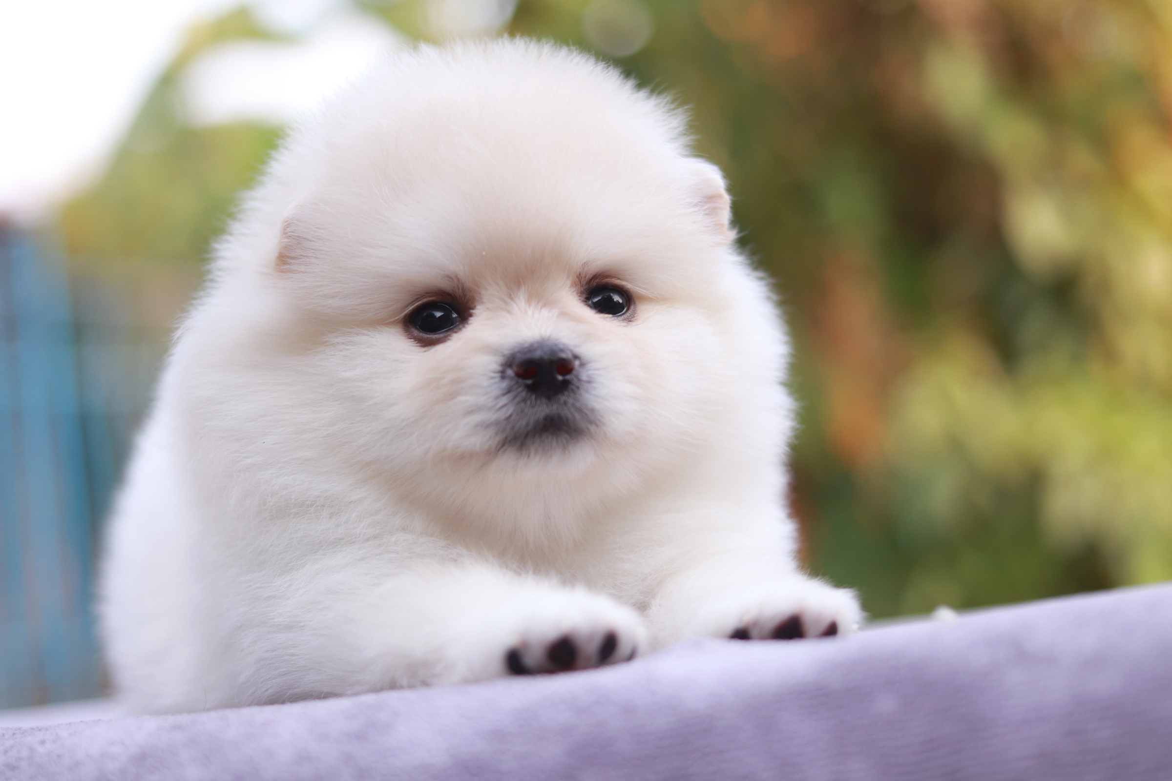 ปอมเมอเรเนียน เพศเมีย