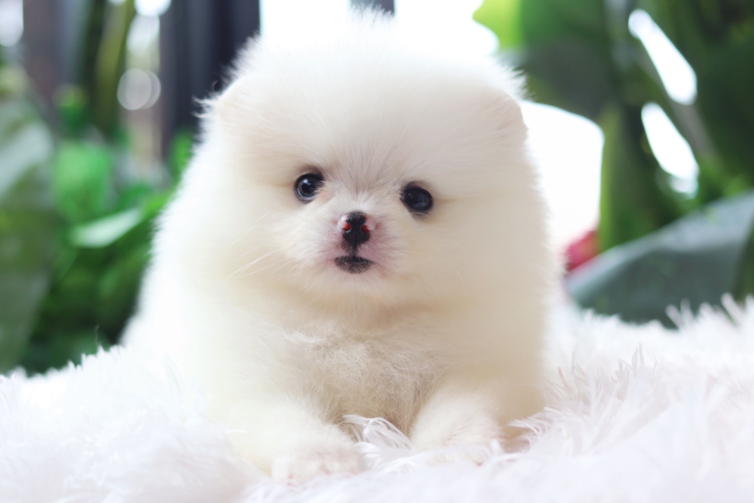 ปอมเมอเรเนียน เพศเมียสีขาวครีม