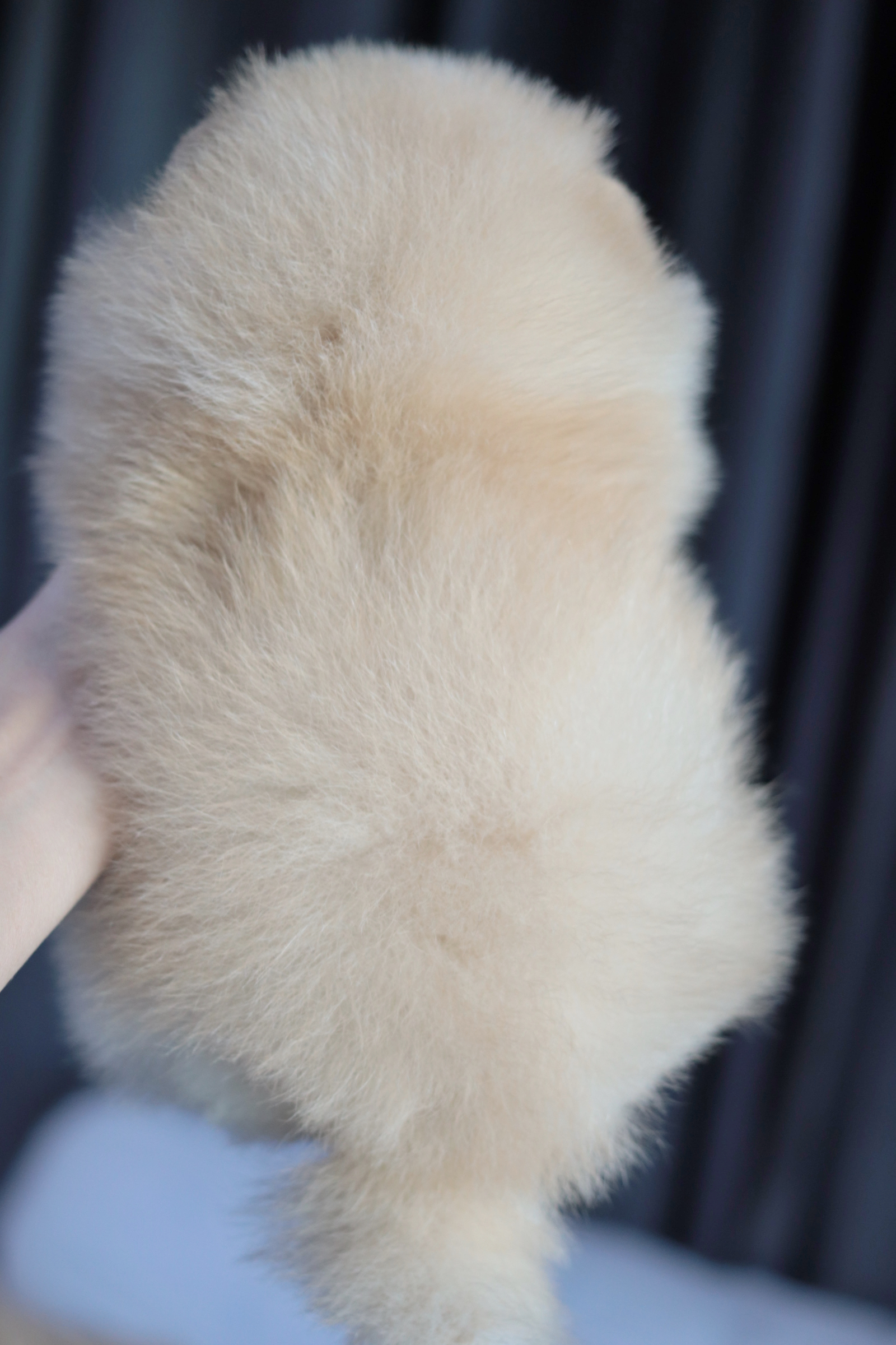 ปอมเมอเรเนียน เพศผู้ สีครีม