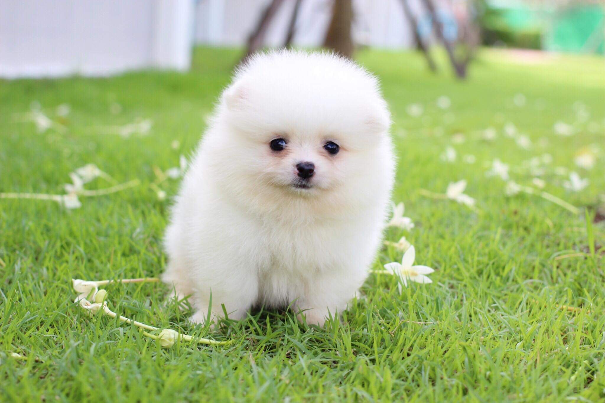 ปอมเมอเรเนียน เพศผู้