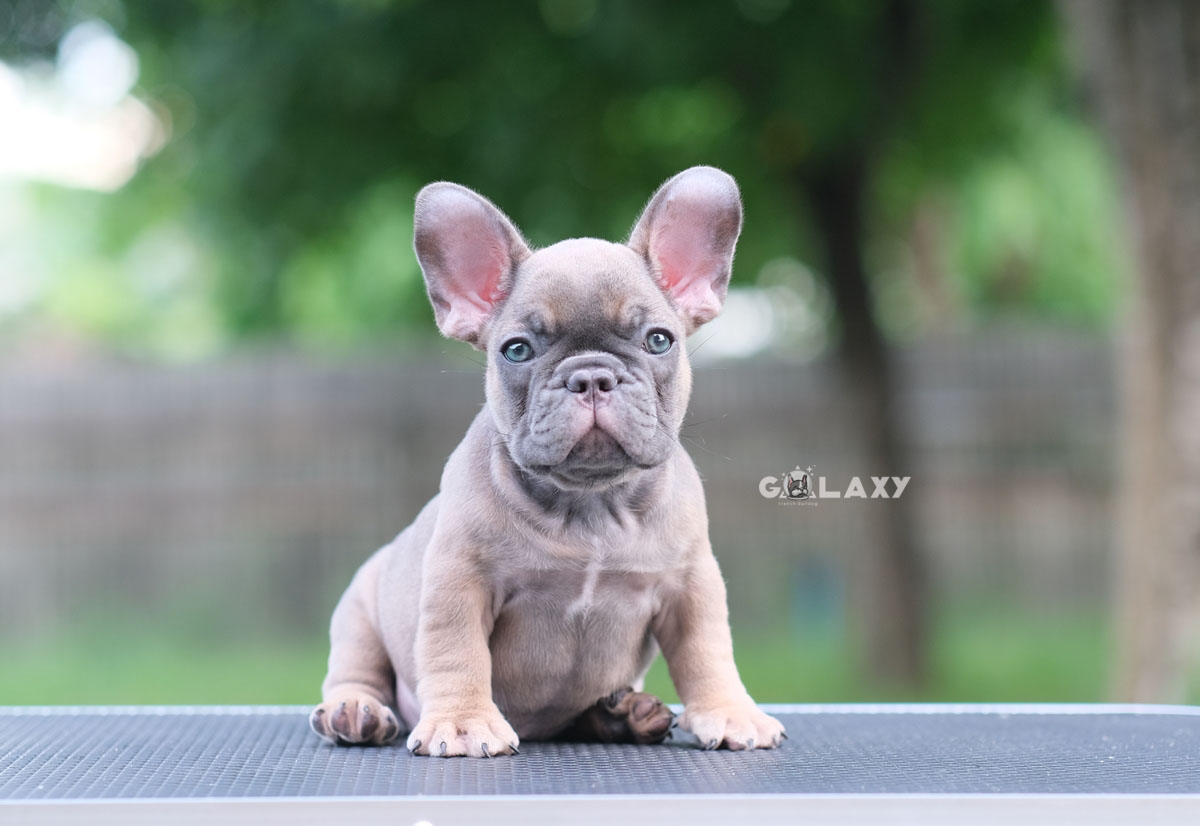 ตัวเมีย สีบลูฟร้อนต์ หน้าใหญ่ หัวโตๆ ตาสีฟ้า ใบหูใหญ่เป็นเอกลักษณ์ เป็นตัวเมียที่สวยไม่แพ้ตัวผู้เลยค่ะ ใครสนใจพลาดไม่ได้, ได้รับการฉีดวัคซีนรวมป้องกัน5โรค ,สุนัขร่างกายสมบูรณ์แข็งแรง สุขภาพจิตดีทุกตัว 092-9918888