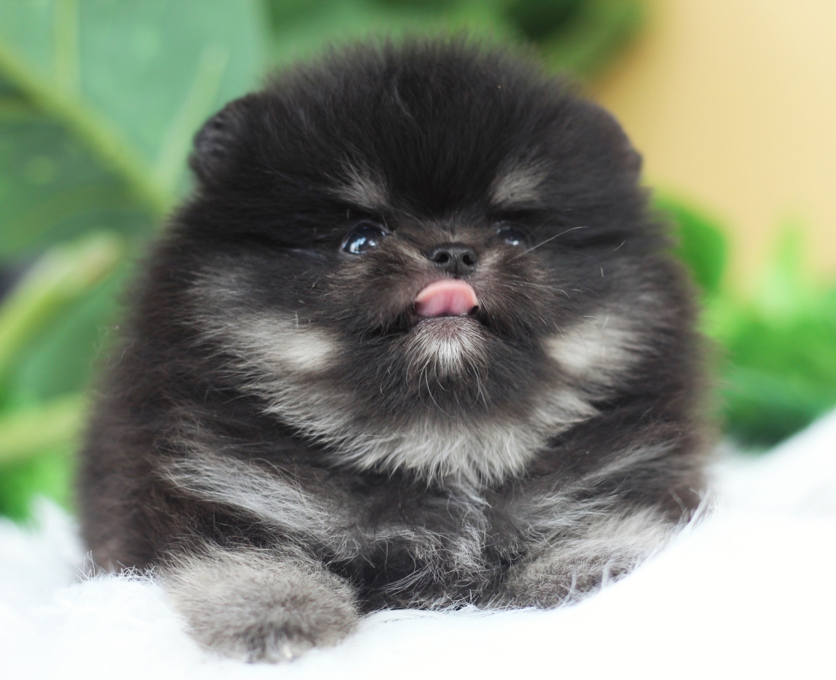 ปอมเมอเรเนียน เพศผู้ แบล็คแทน เกรดโชว์