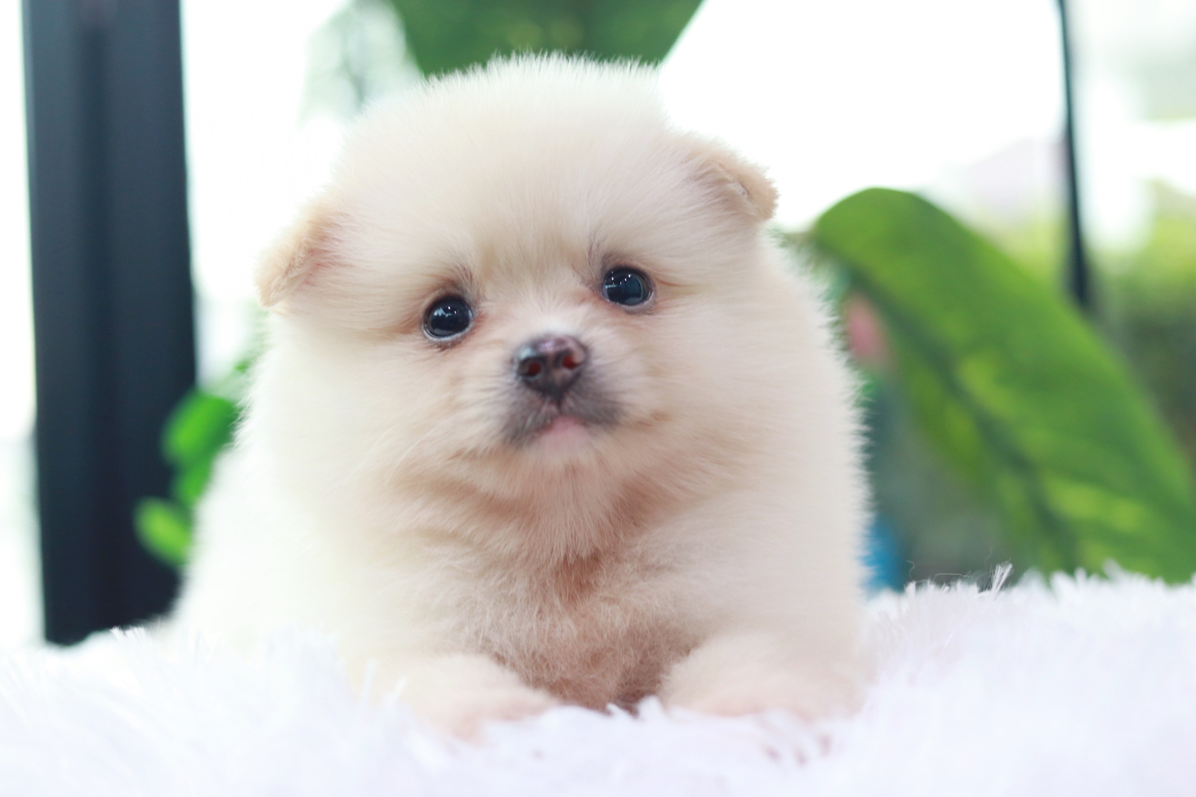 ปอมเมอเรเนียน เพศผู้ สีขาวครีม