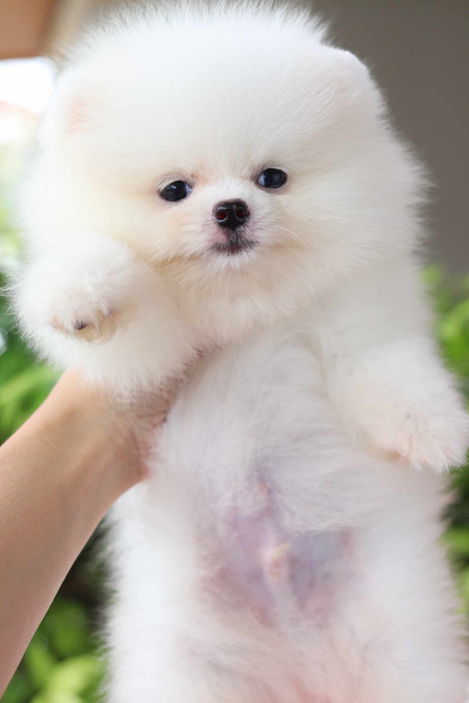ปอมเมอเรเนียน เพศผู้สีขาวครีมเกรดโชว์