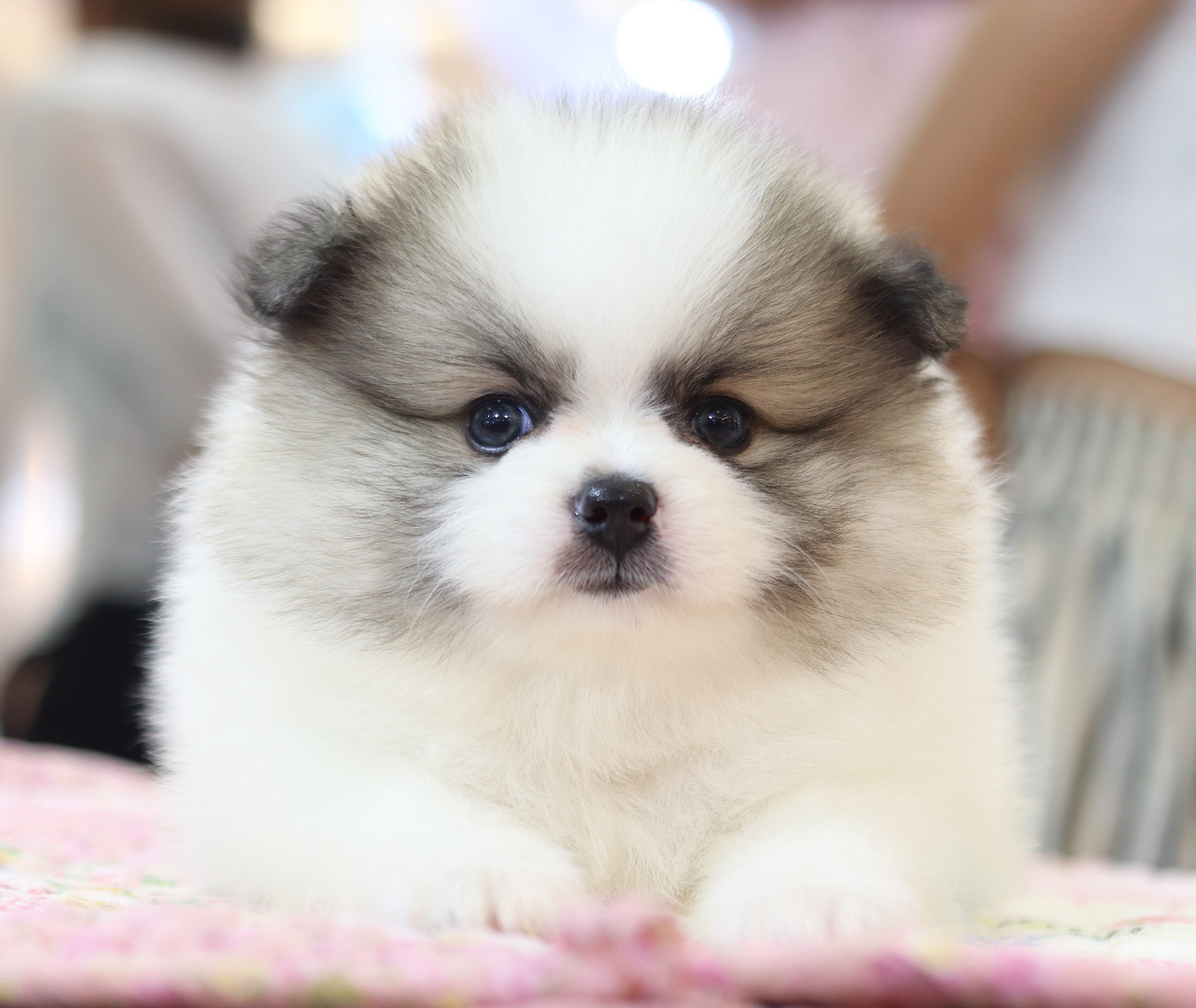 ปอมเมอเรเนียน เพศผู้สีแฟนซี