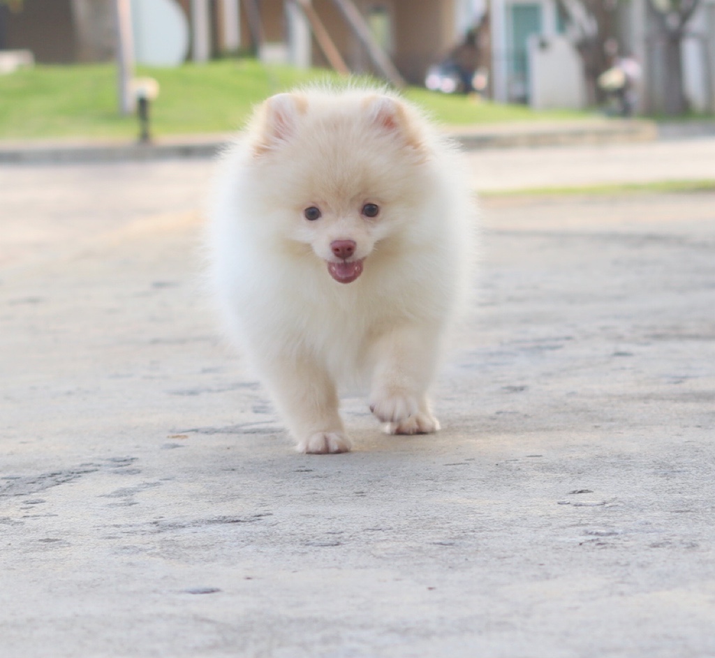 ปอมเมอเรเนียน เพศผู้ สีครีม