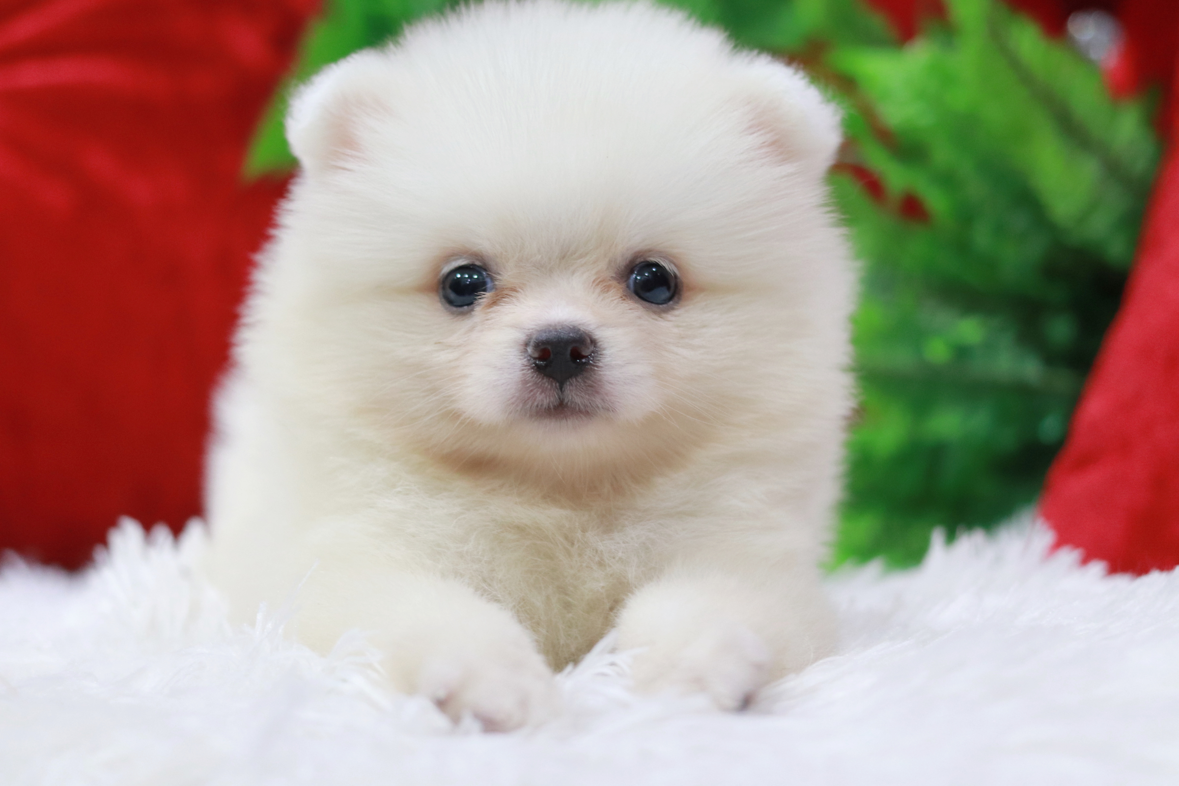 ปอมเมอเรเนียน เพศเมียขาวหน้าฟ็อก