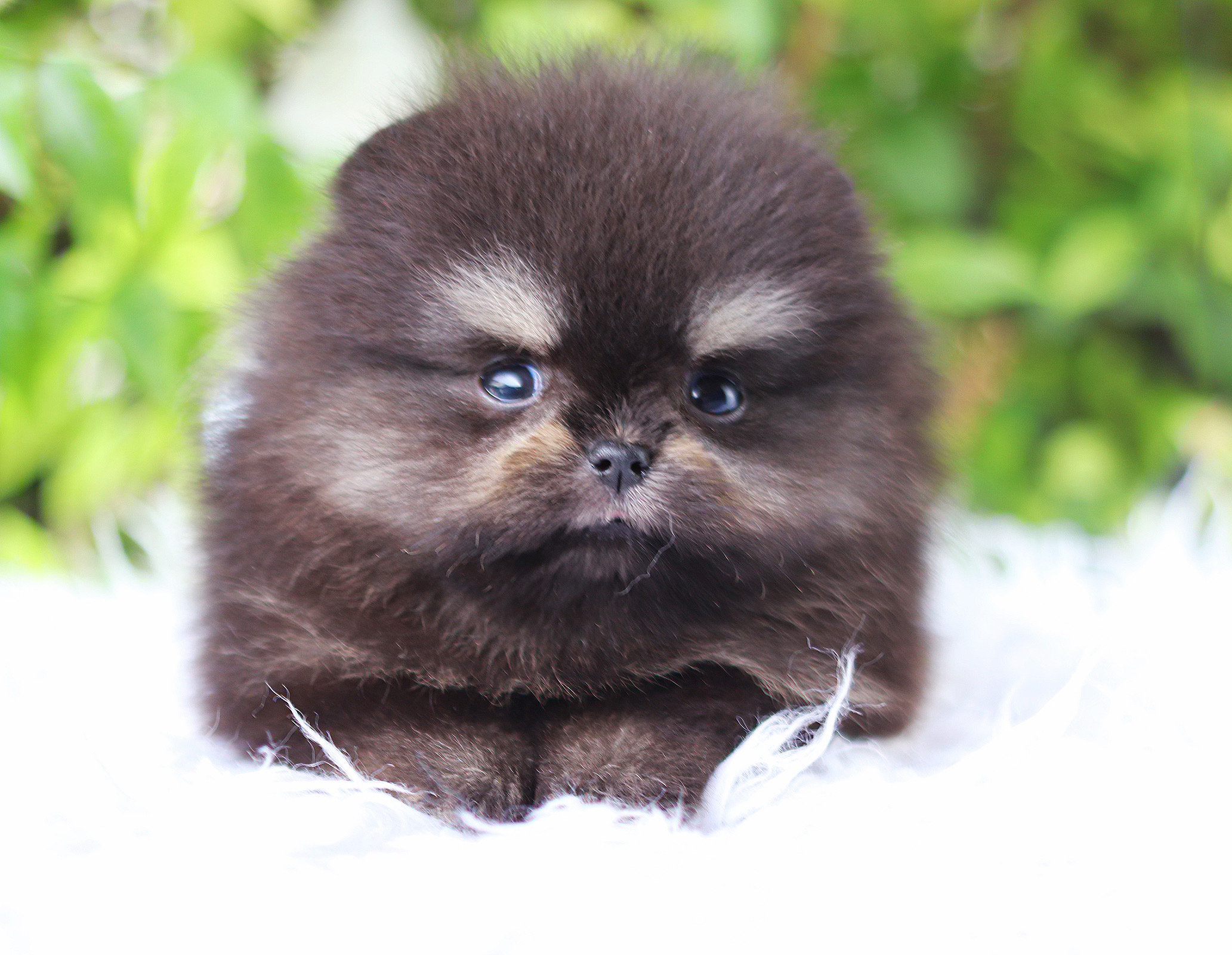 ปอมเมอเรเนียน เพศเมียสีแบล็คแทน