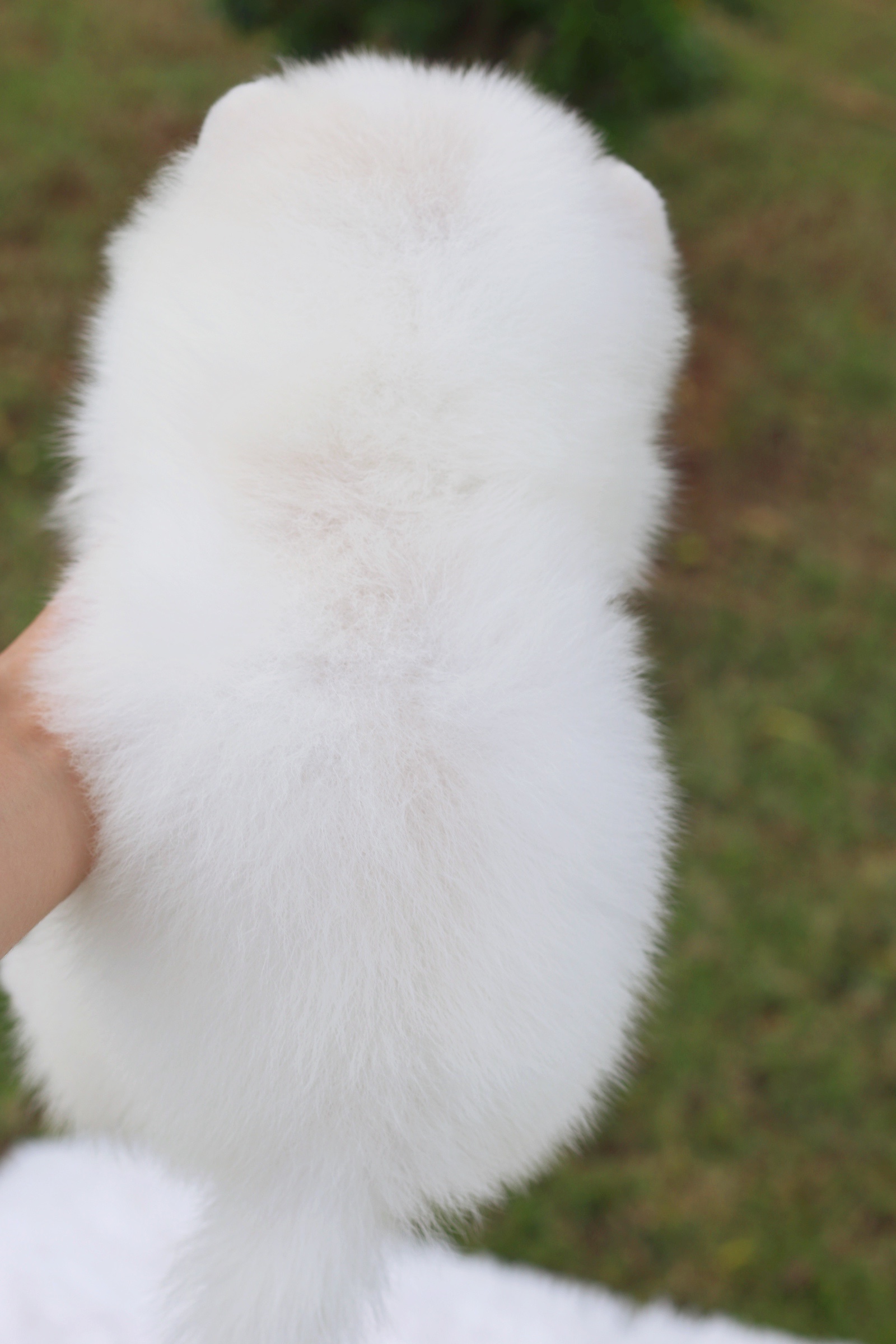 ปอมเมอเรเนียน เพศเมียสีขาวครีม