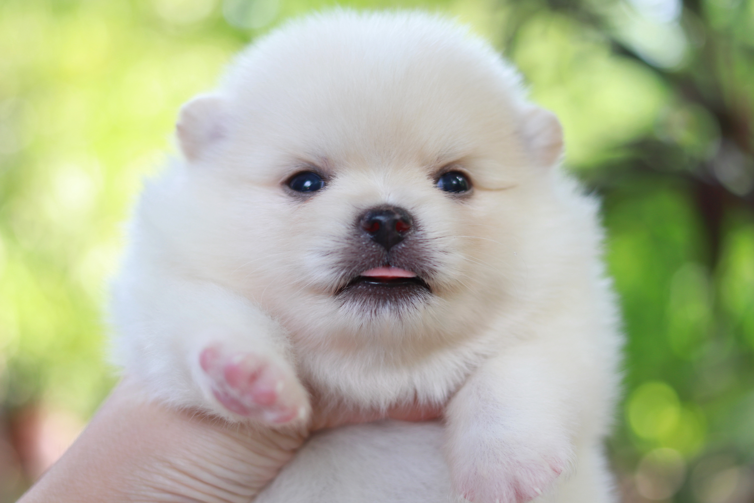 ปอมเมอเรเนียน เพศผู้ สีขาวครีม