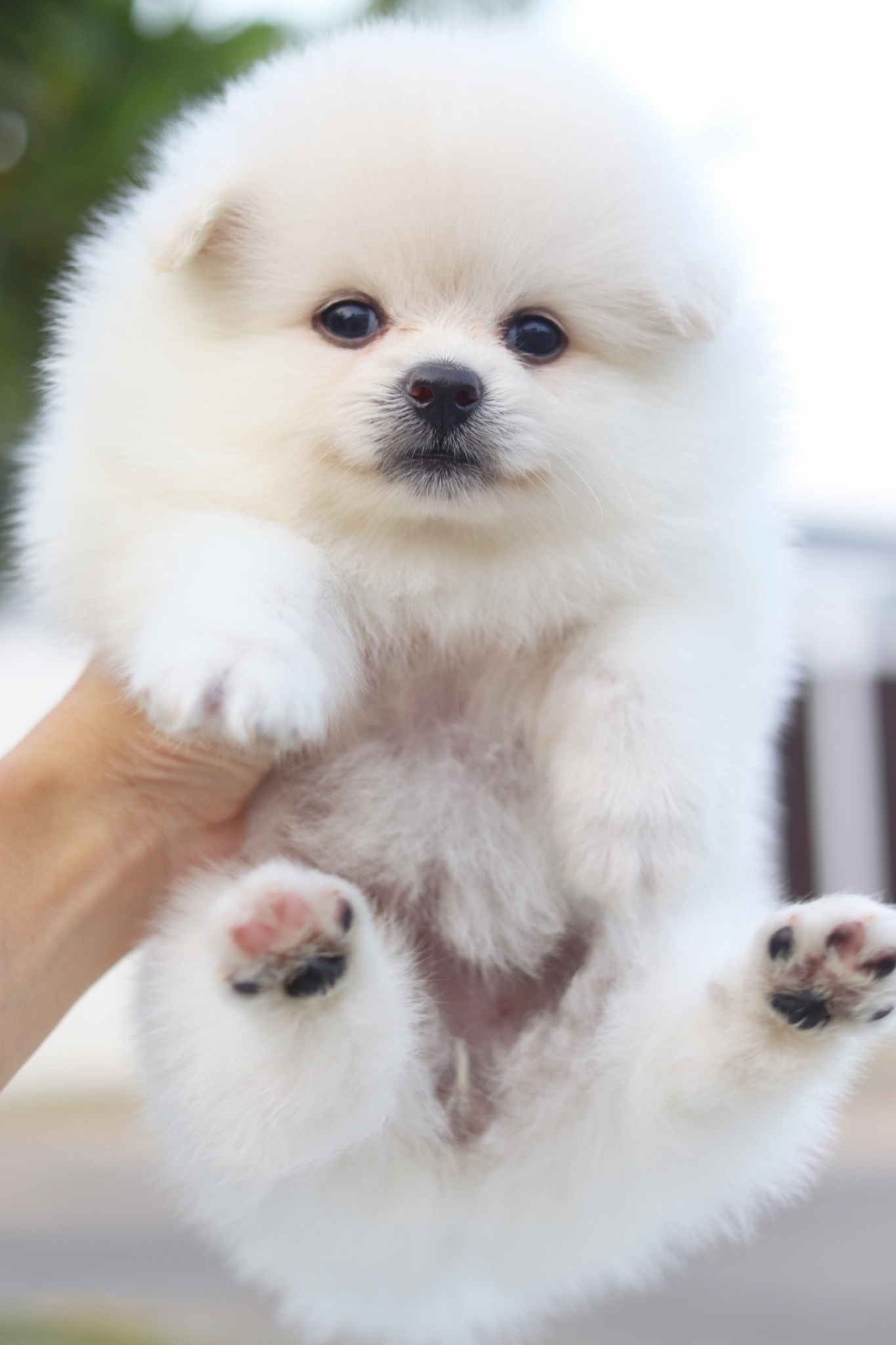 ปอมเมอเรเนียน เพศเมียสีขาวครีม