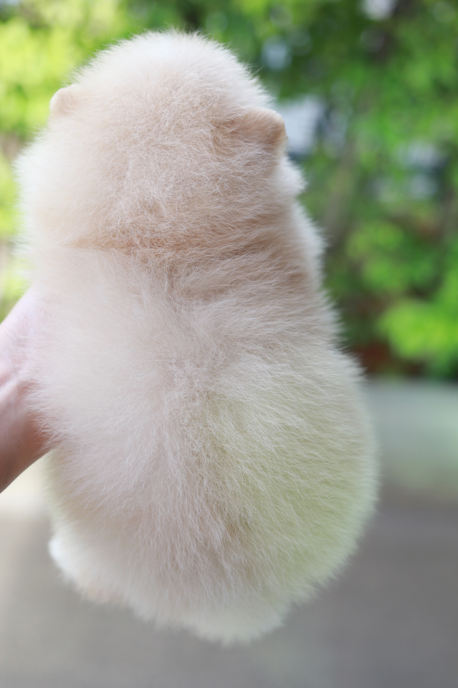 ปอมเมอเรเนียน เพศผู้ สีครีม