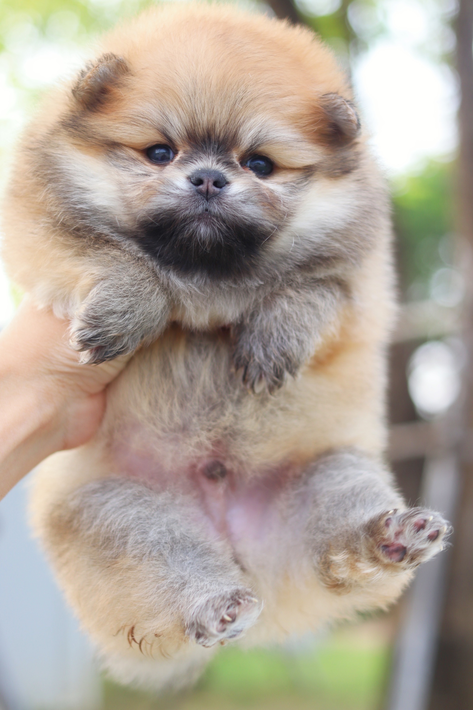 ปอมเมอเรเนียน เพศผู้ สีส้ม เกรดโชว์