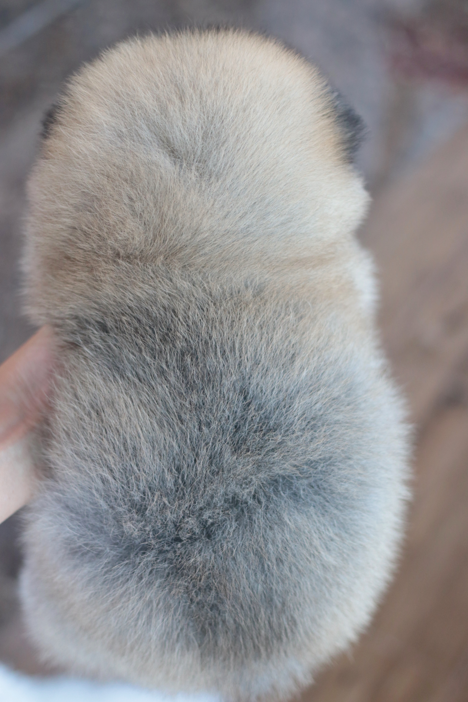 ปอมเมอเรเนียน เพศเมียสีส้ม