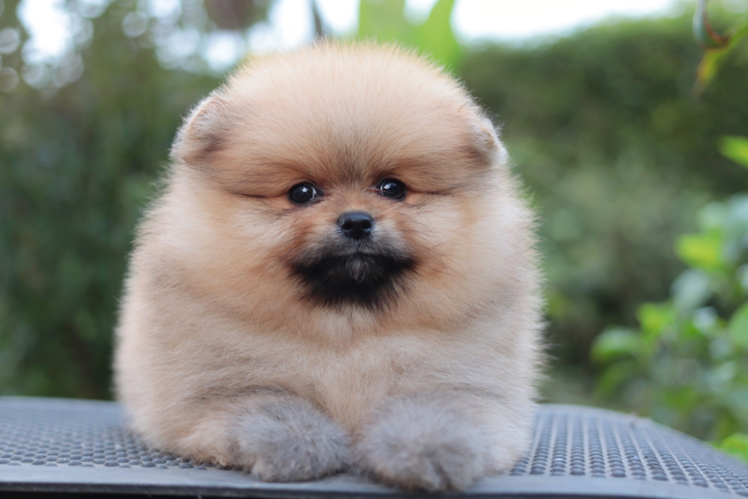 ปอมเมอเรเนียน เพศผู้ สีส้ม ไซส์ปกติ