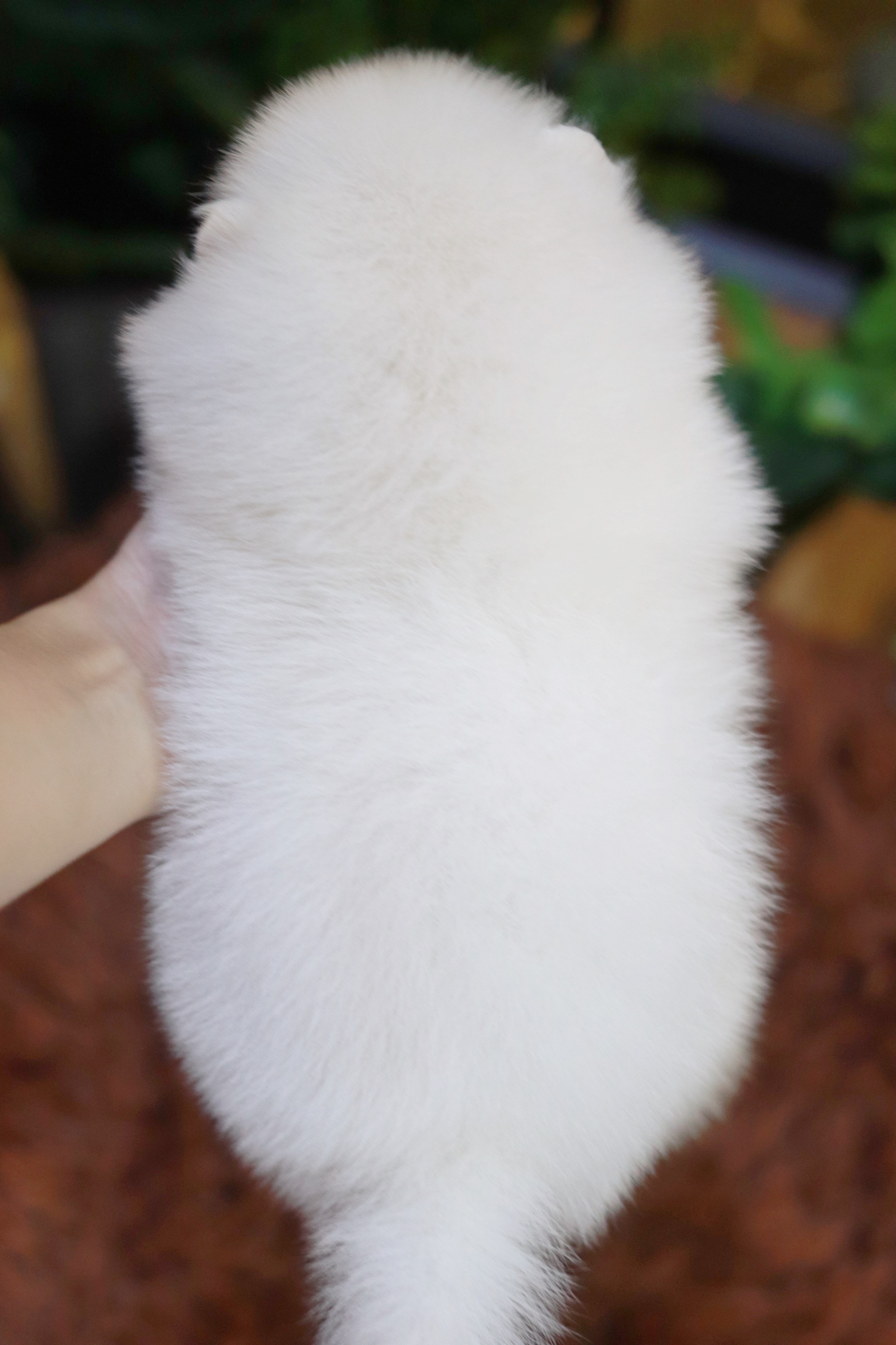 ปอมเมอเรเนียน เพศผู้ สีขาวครีม