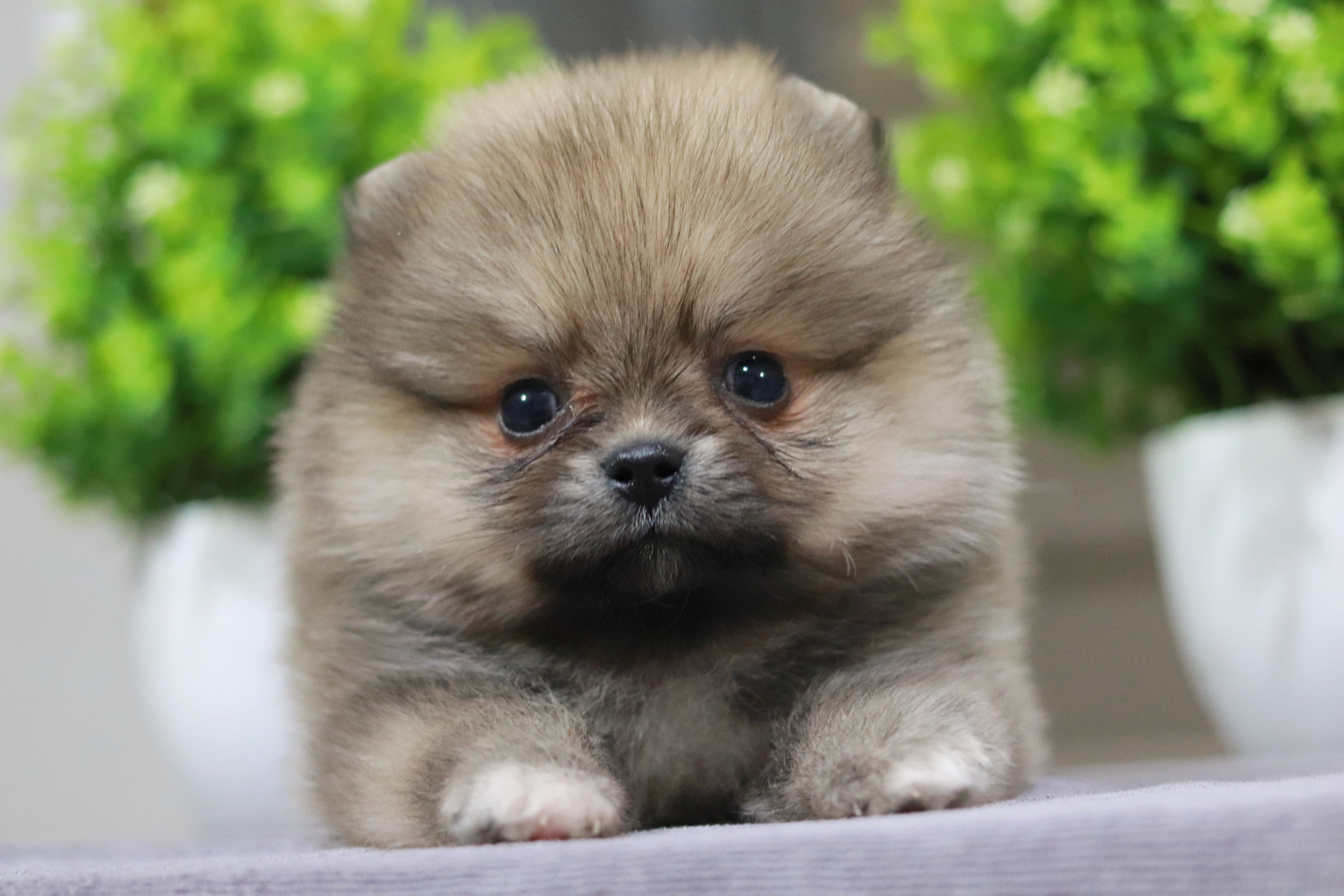 ปอมเมอเรเนียน เพศผู้