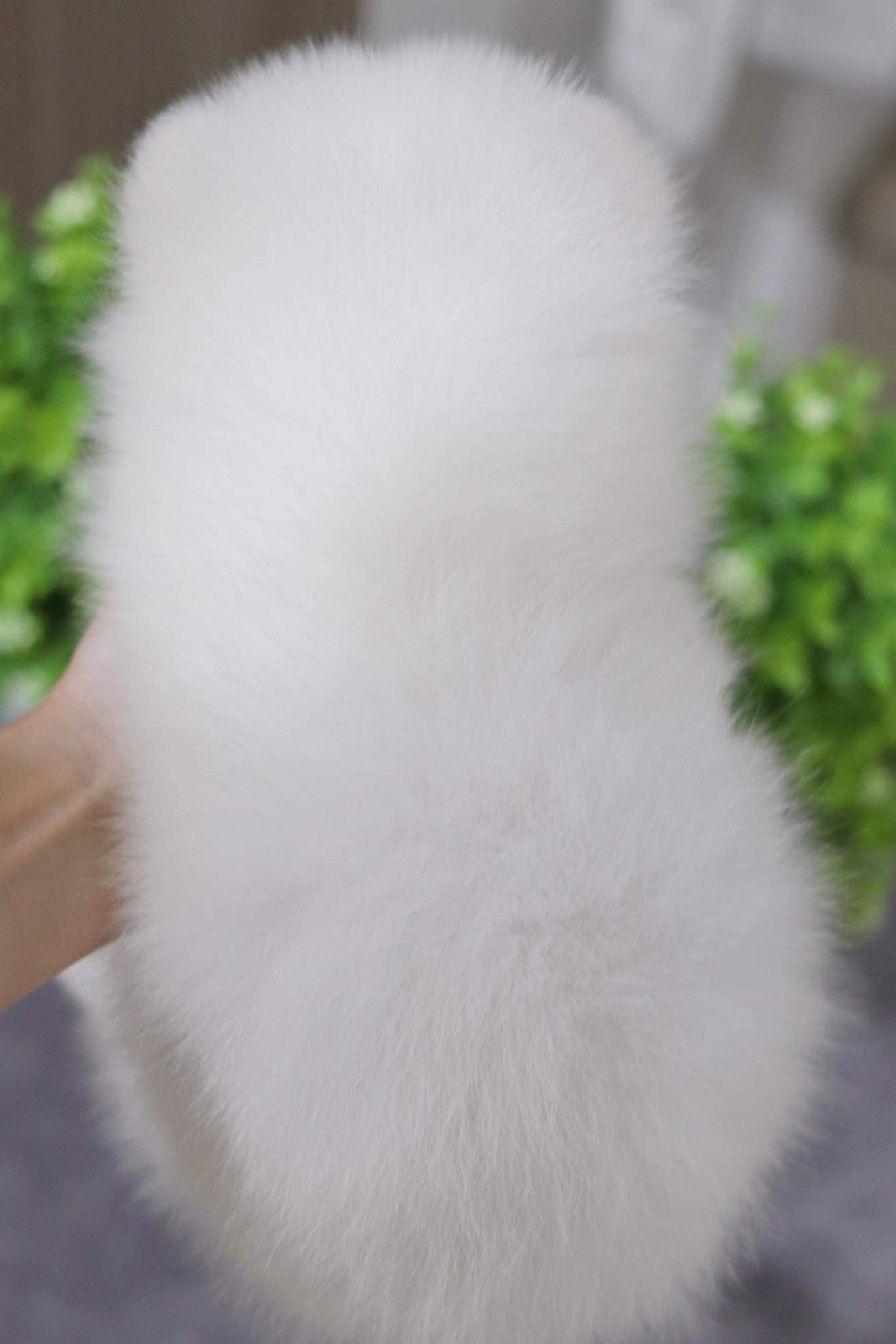 ปอมเมอเรเนียน เพศผู้