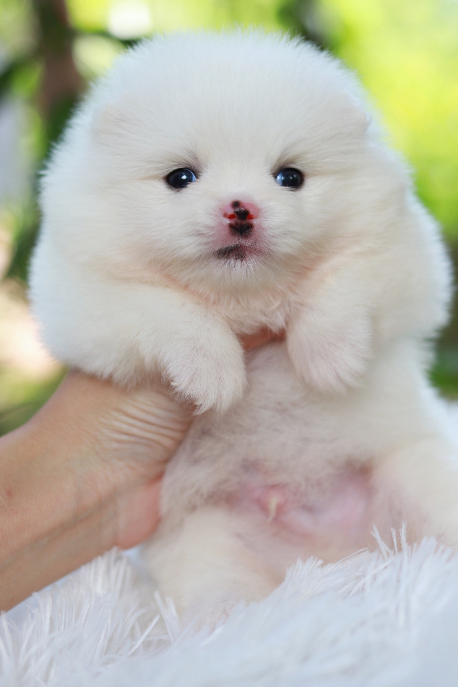 ปอมเมอเรเนียน เพศผู้ สีขาว หน้าตุ๊กตา