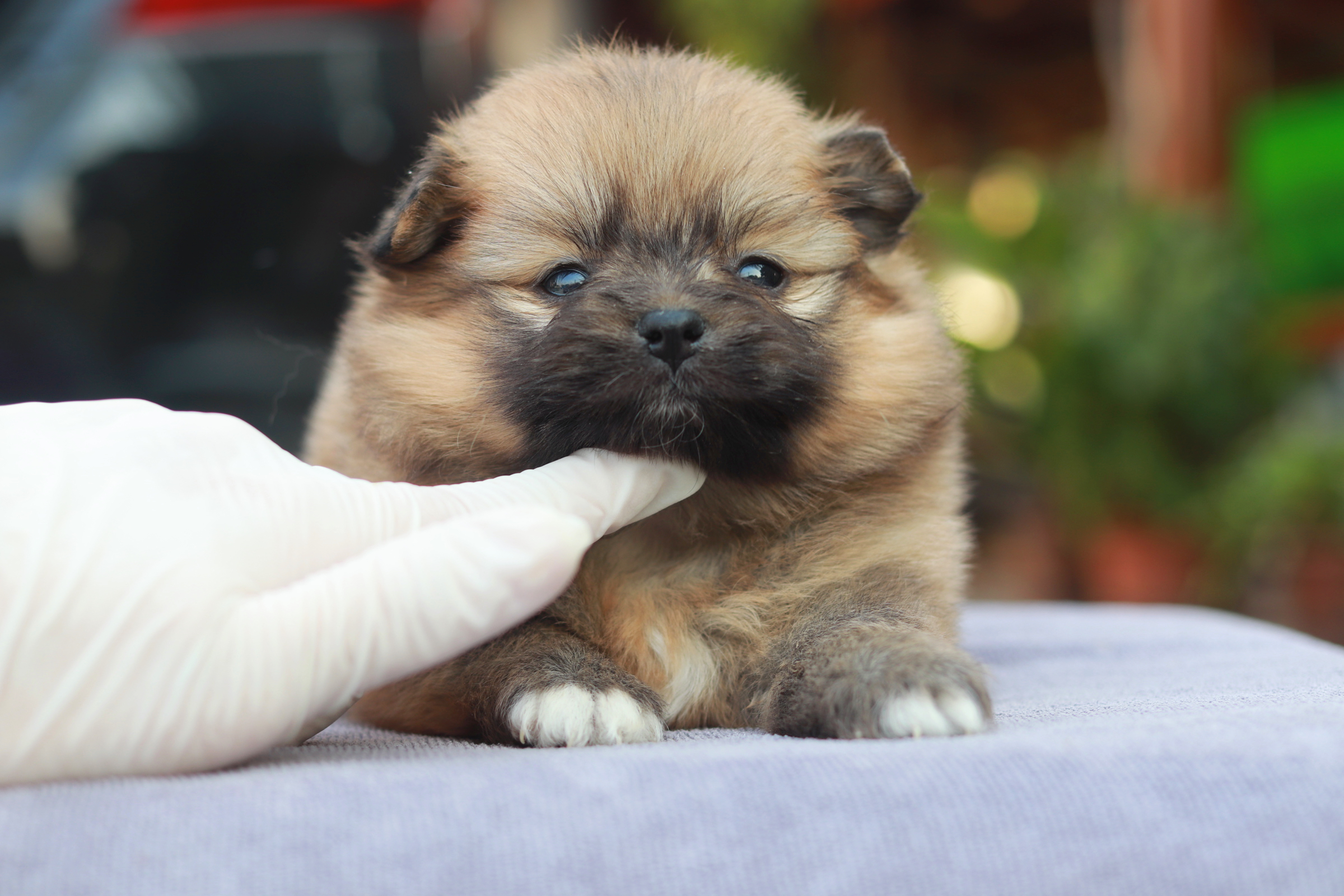 ปอมเมอเรเนียน เพศเมีย