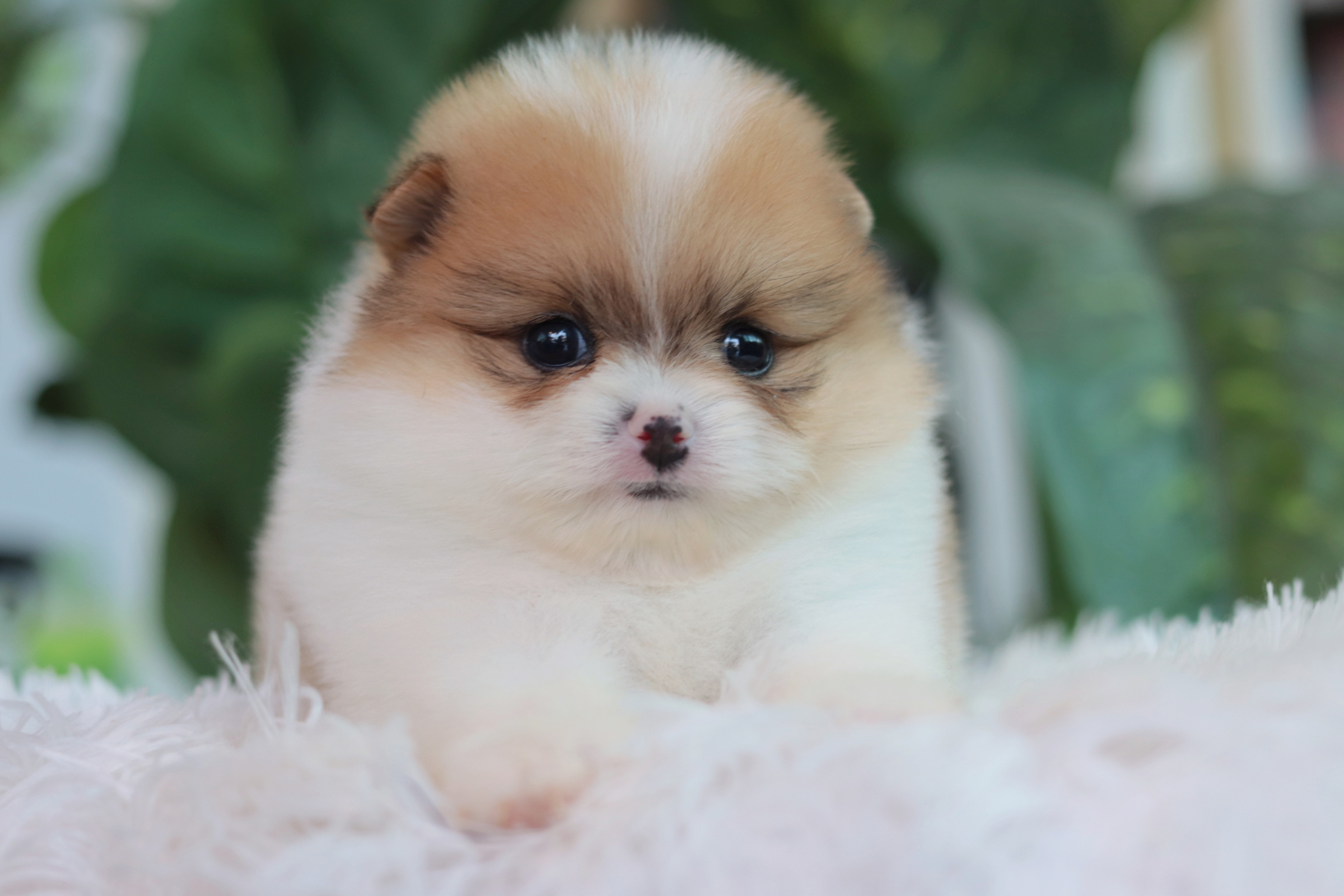 ปอมเมอเรเนียน เพศผู้ สีแฟนซี